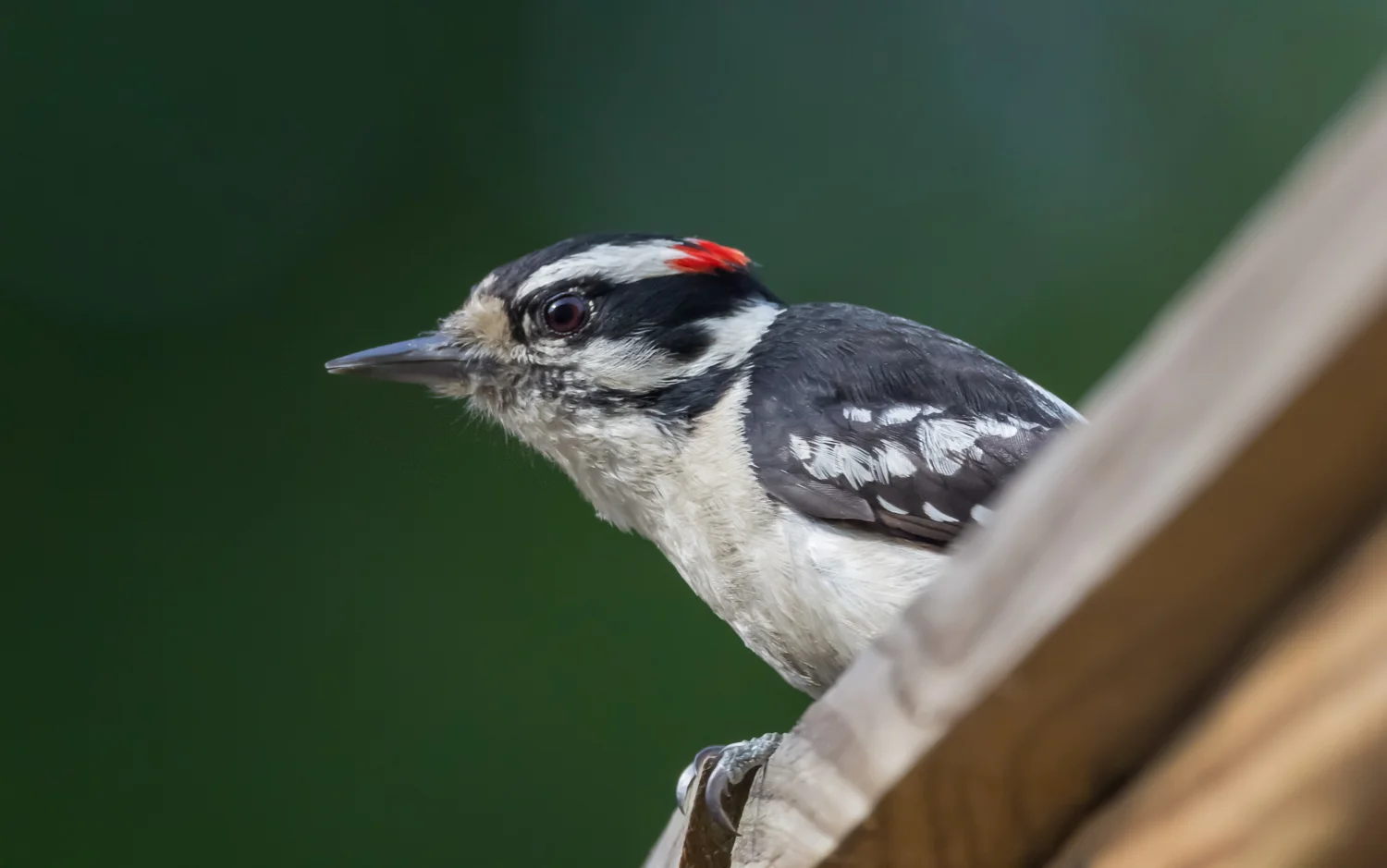 2017-06-15 Downy woodpecker.jpg
