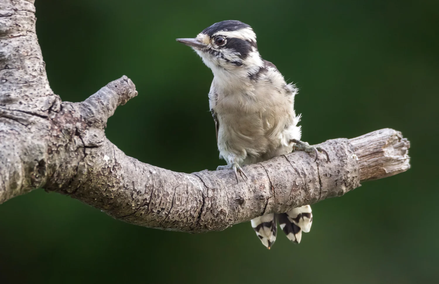 2017-08-17 Downy woodpecker_1.jpg