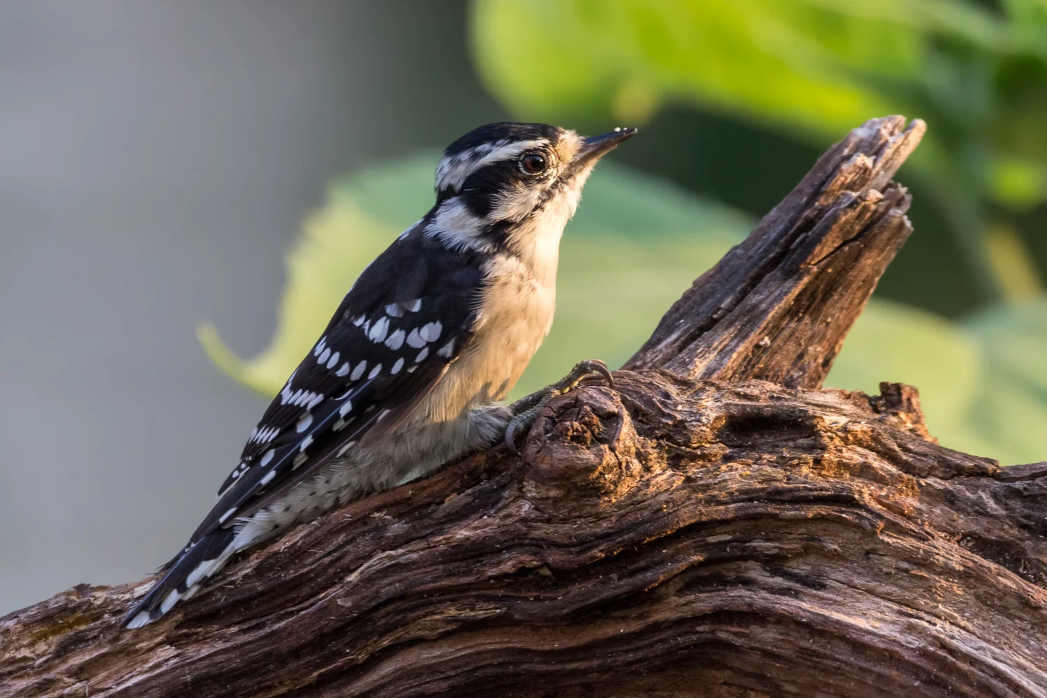 2017-08-17 Downy woodpecker_44.jpg