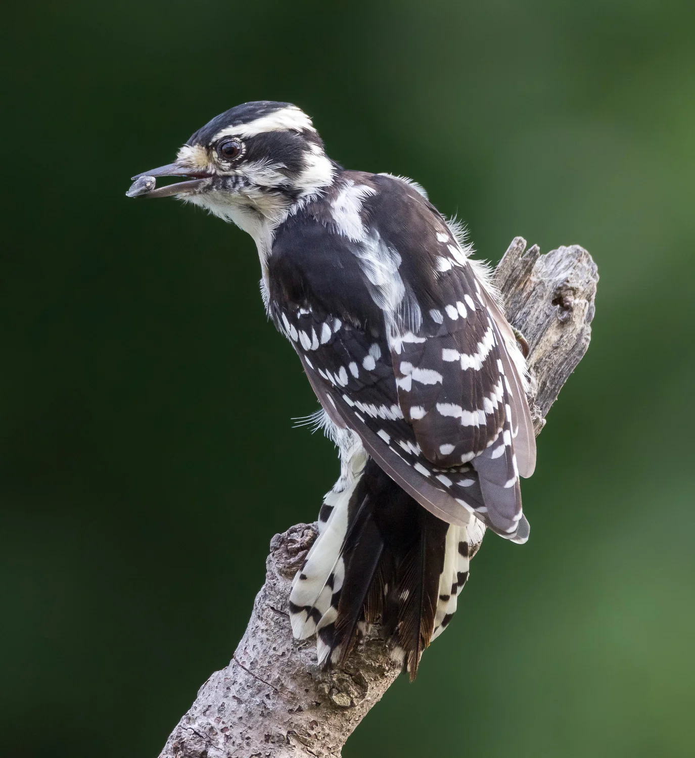 2017-08-17 Downy woodpecker_2.jpg