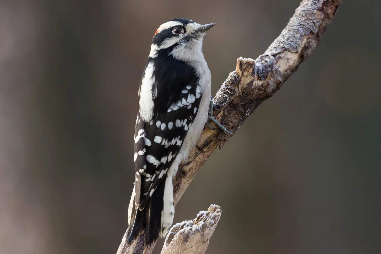 2017-12-04-Downy woodpecker_12.jpg