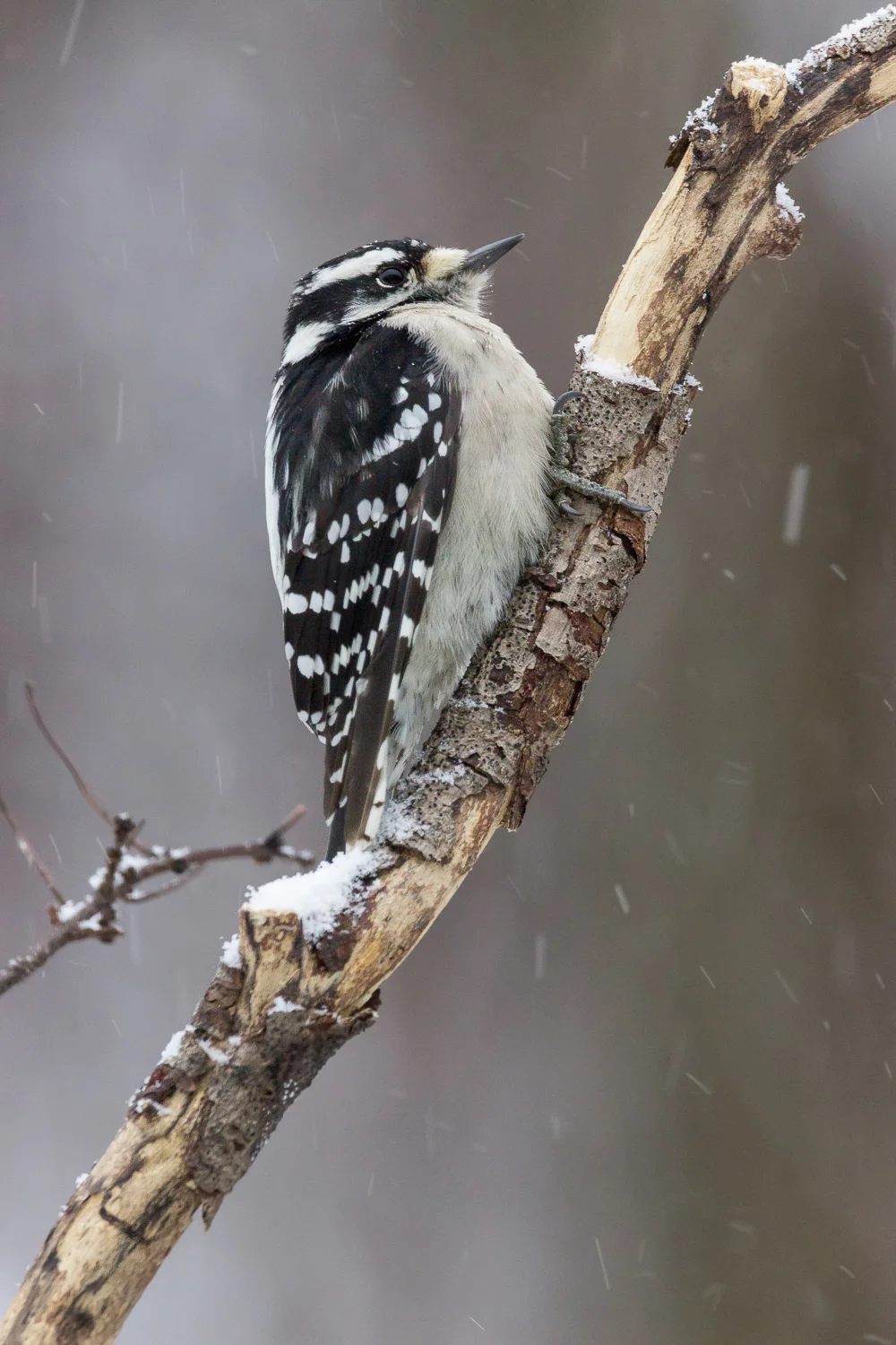 2017-12-09-Downy woodpecker_15.jpg