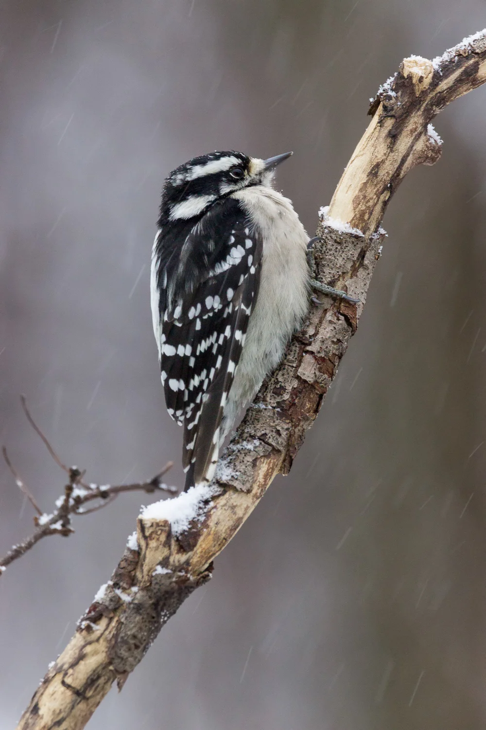 2017-12-09-Downy woodpecker_20.jpg