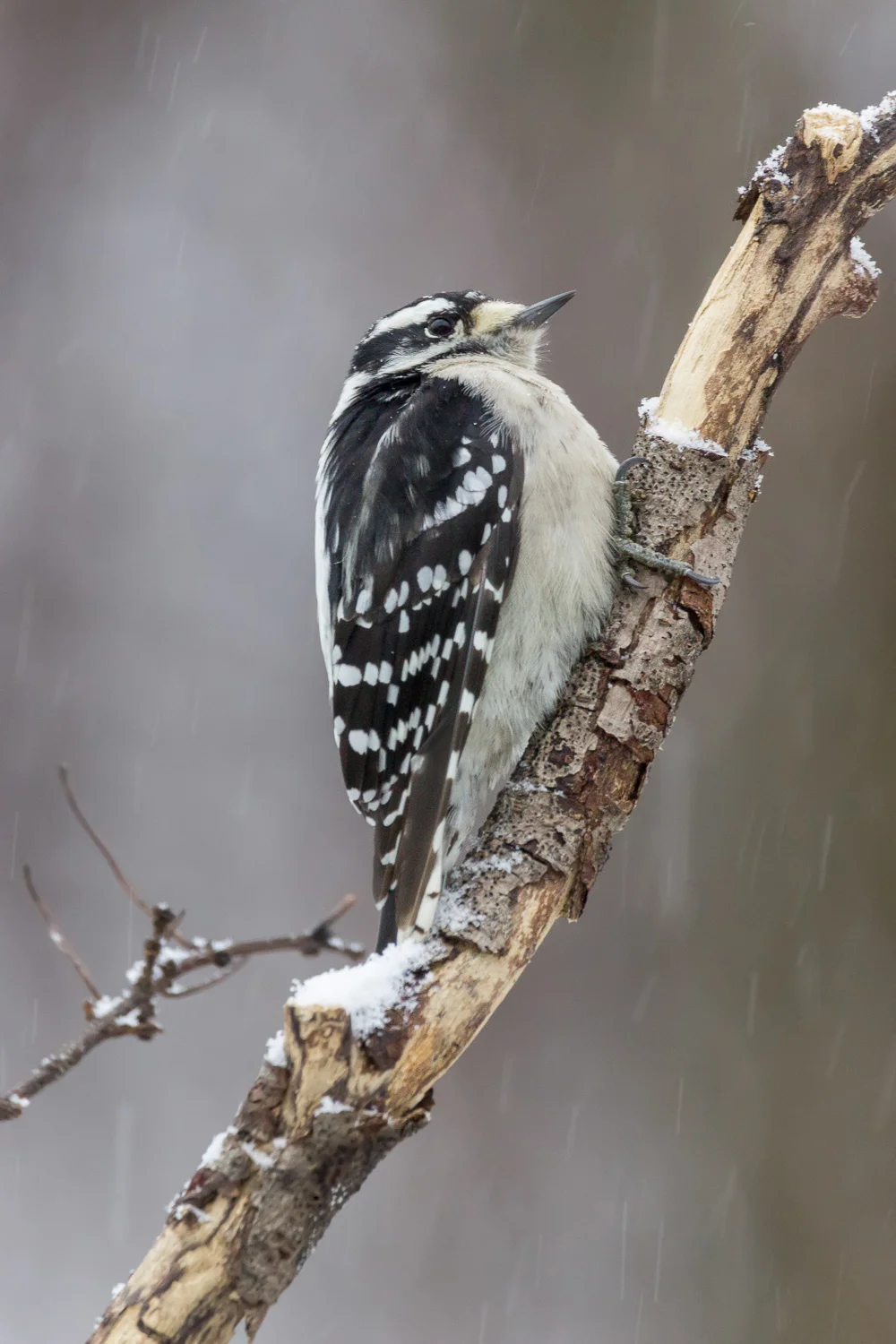 2017-12-09-Downy woodpecker_25.jpg