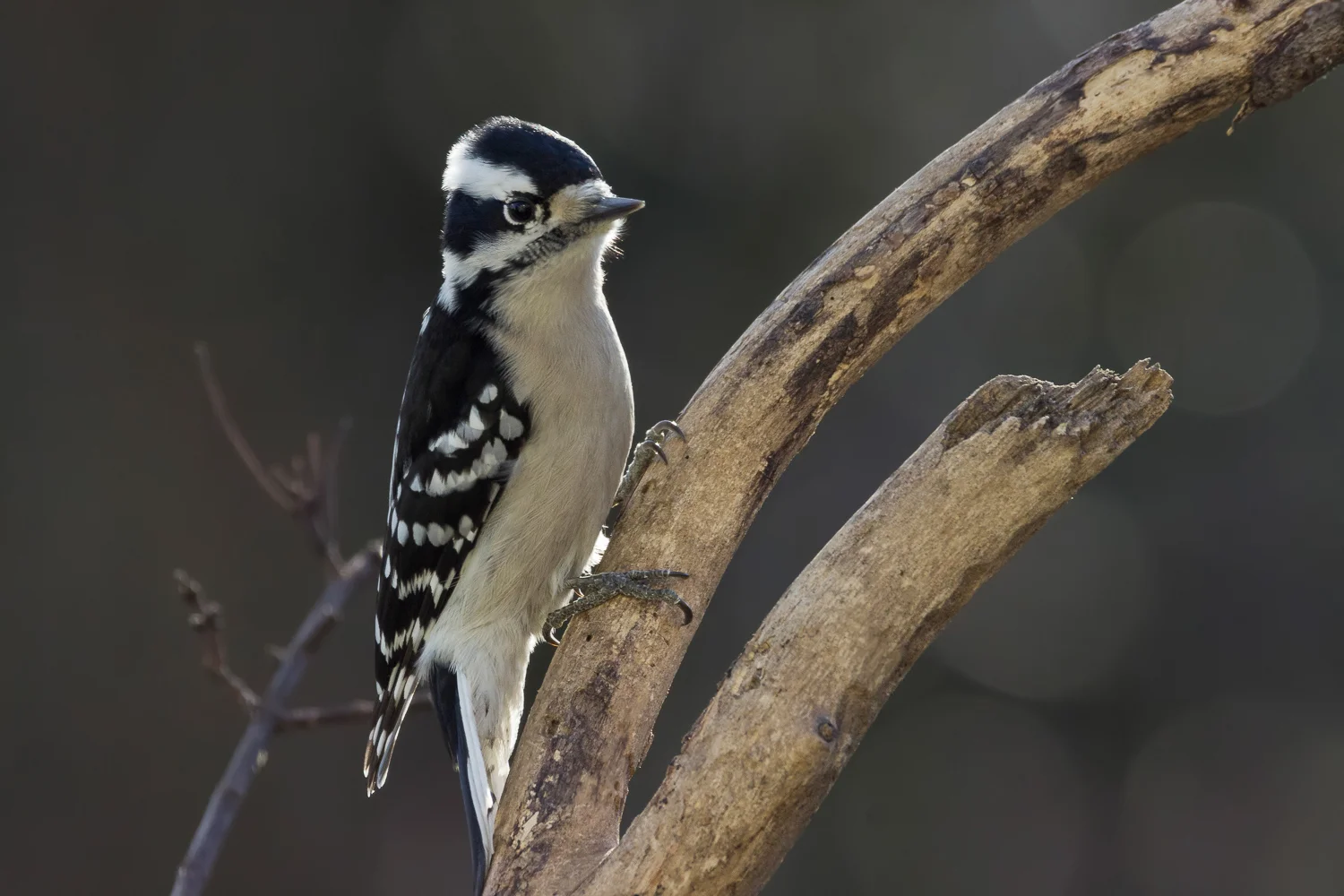 2017-12-14-Downy woodpecker.jpg