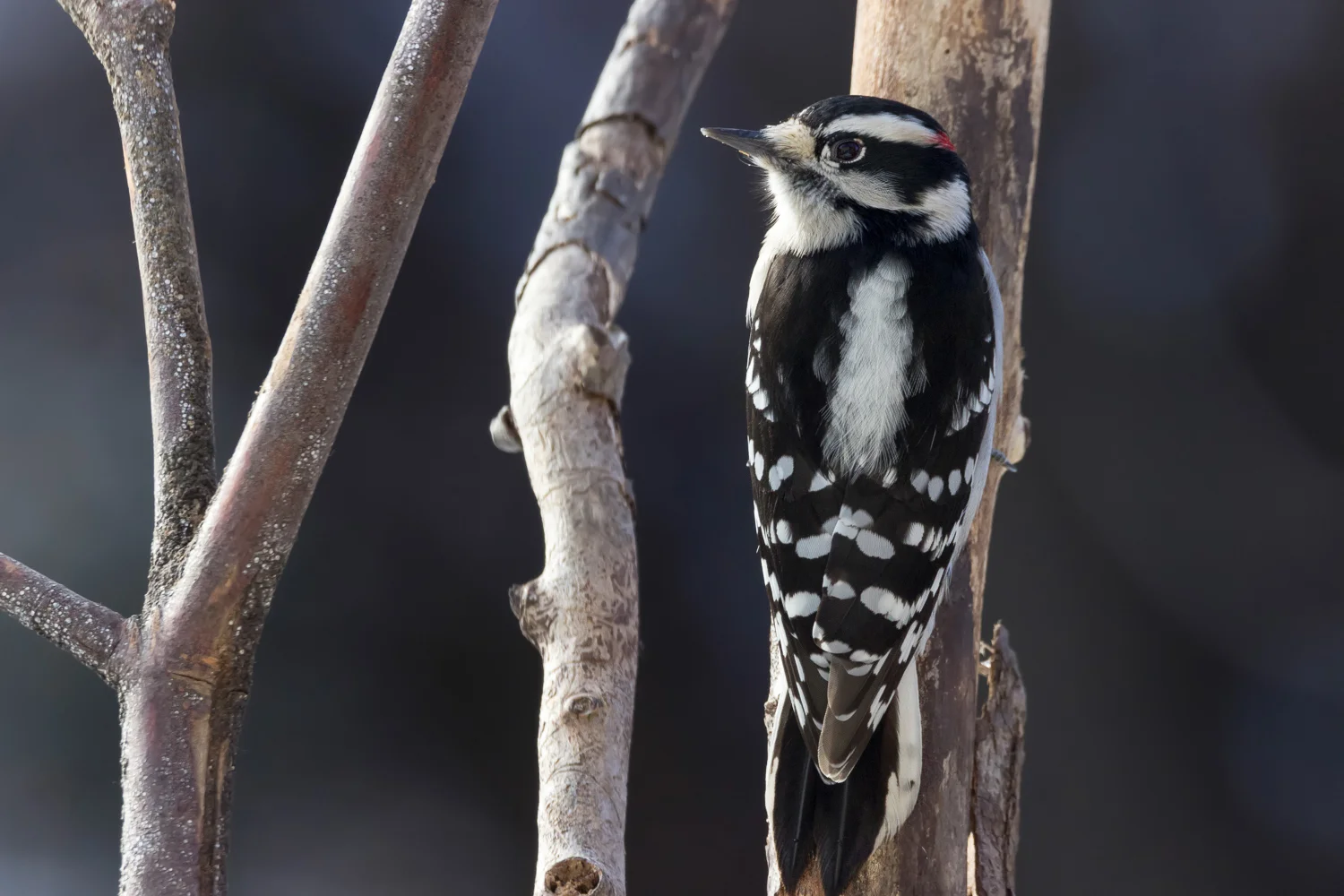 2017-12-16-Downy woodpecker_13.jpg