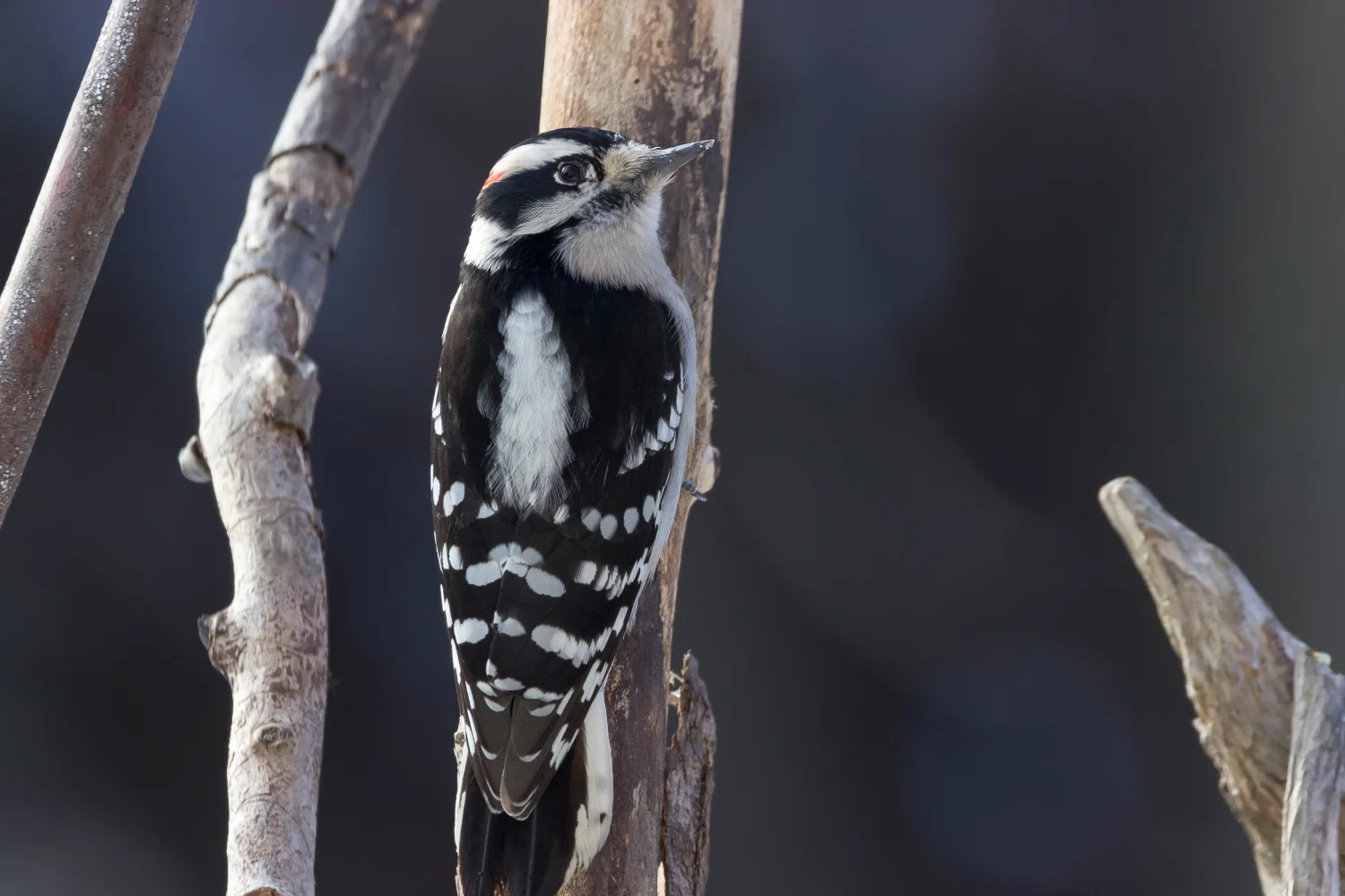 2017-12-16-Downy woodpecker_23.jpg