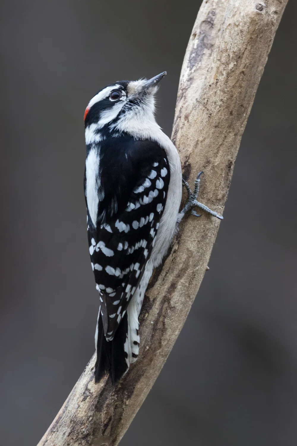 2017-12-29-Downy woodpecker_7.jpg