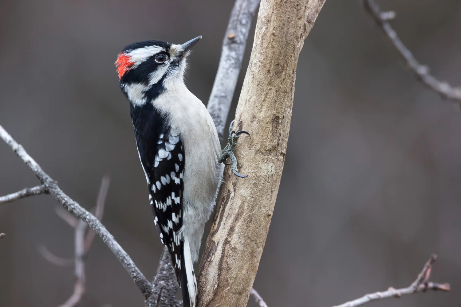 2018-01-30 -Downy woodpecker.jpg