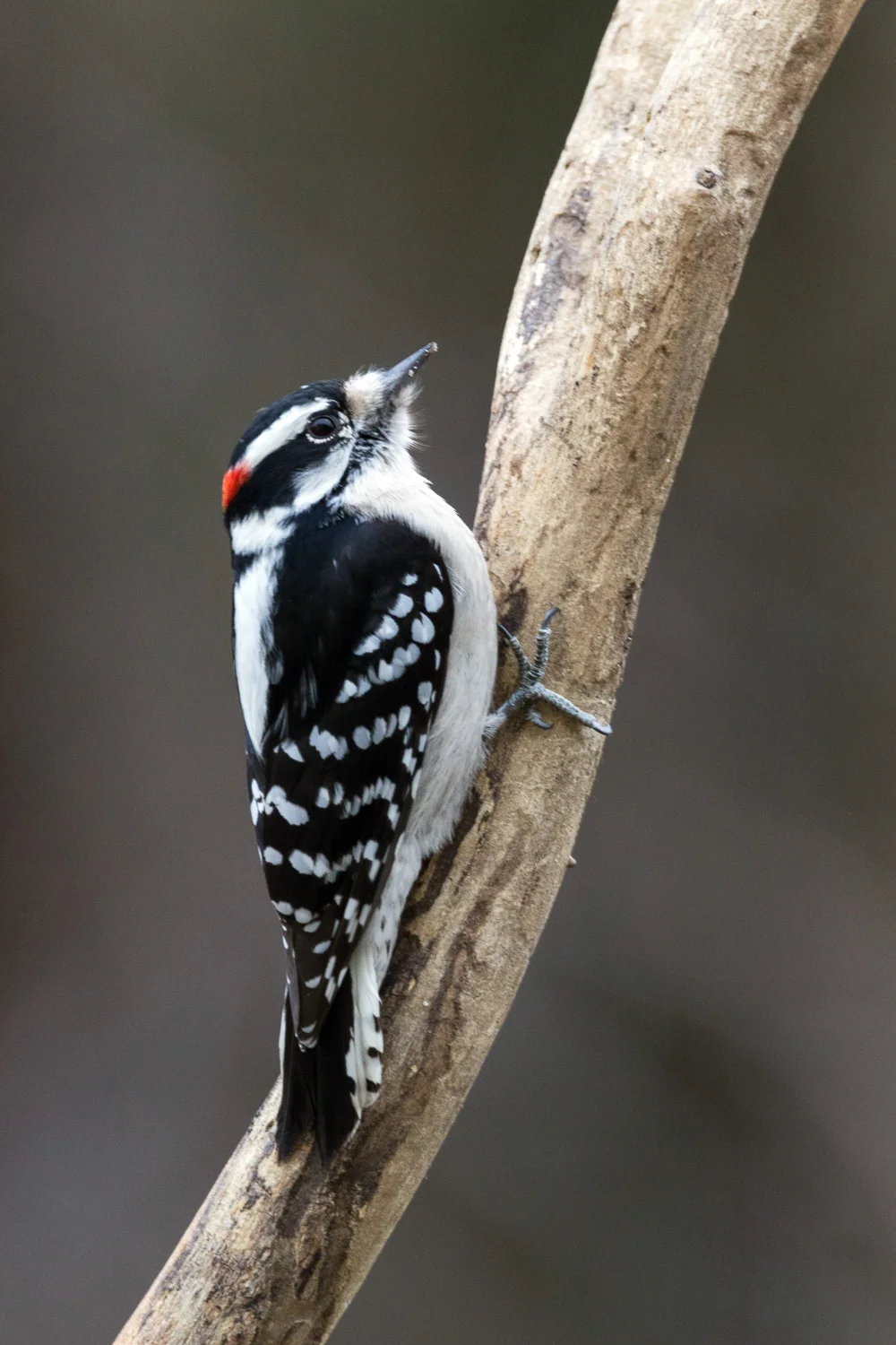 2017-12-29-Downy woodpecker_23.jpg