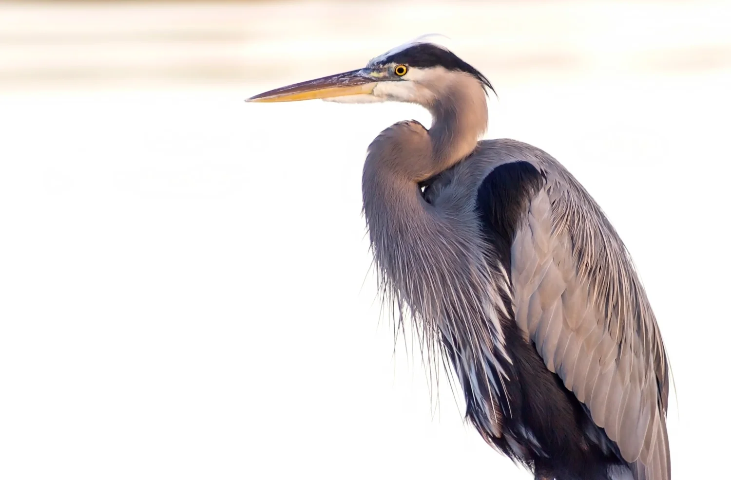 2015-10-12-blue heron at sunset_64.jpg