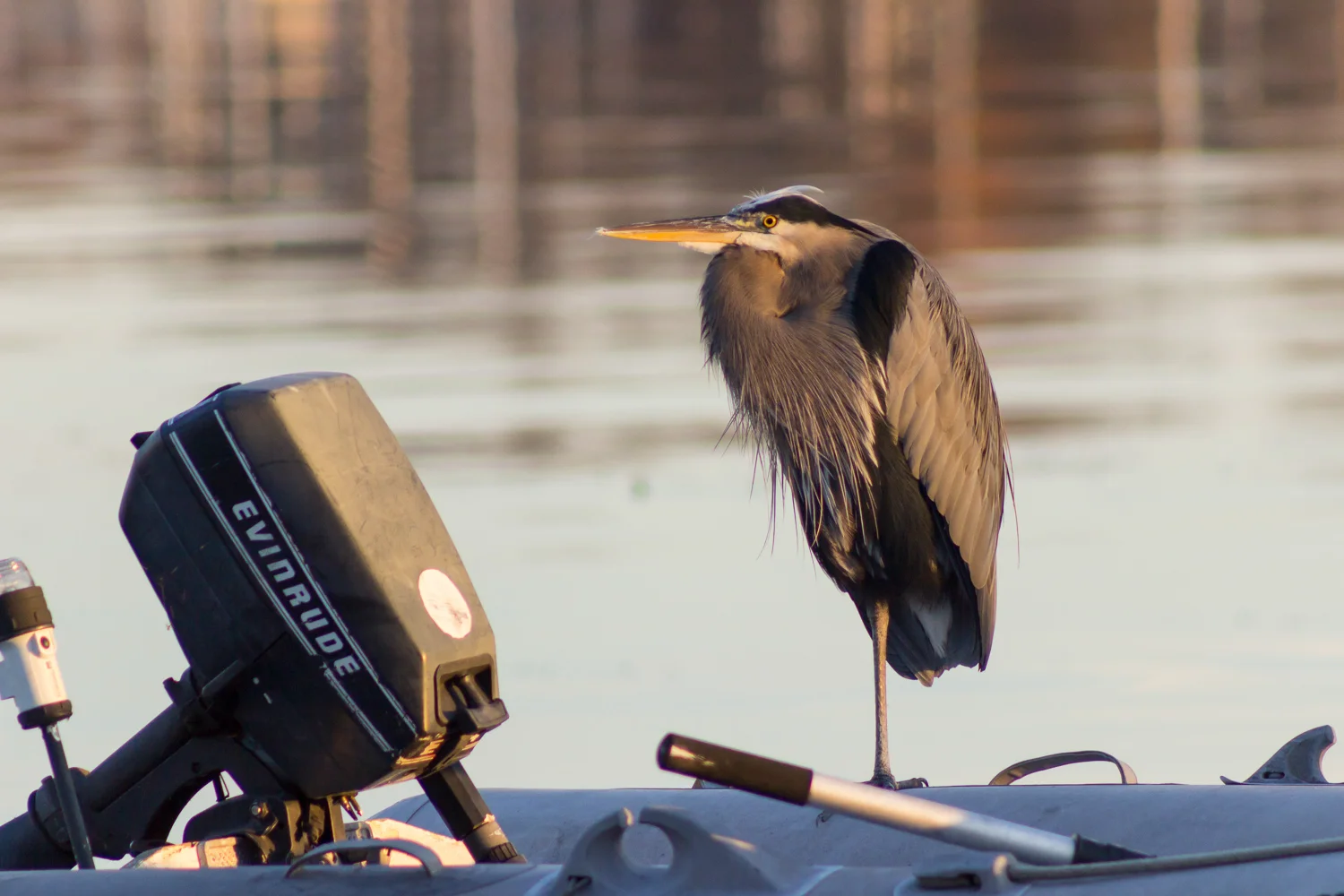 2015-10-12-blue heron at sunset_27.jpg