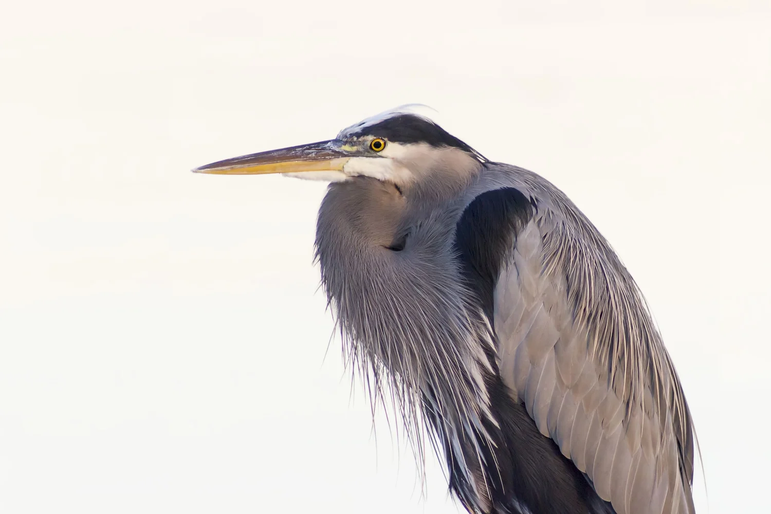 2015-10-12-blue heron at sunset_72-2.jpg
