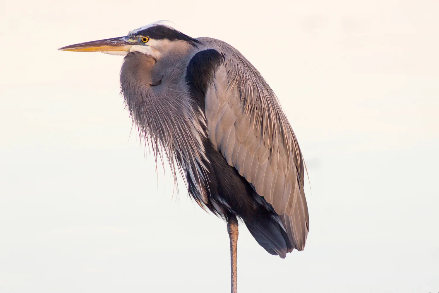 2015-10-12-blue heron at sunset_87.jpg