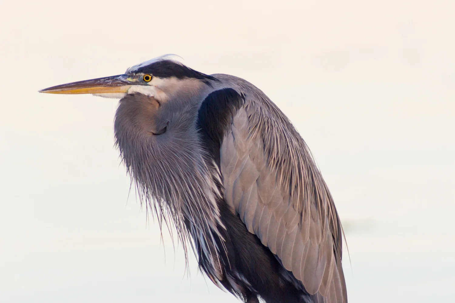 2015-10-12-blue heron at sunset_89.jpg