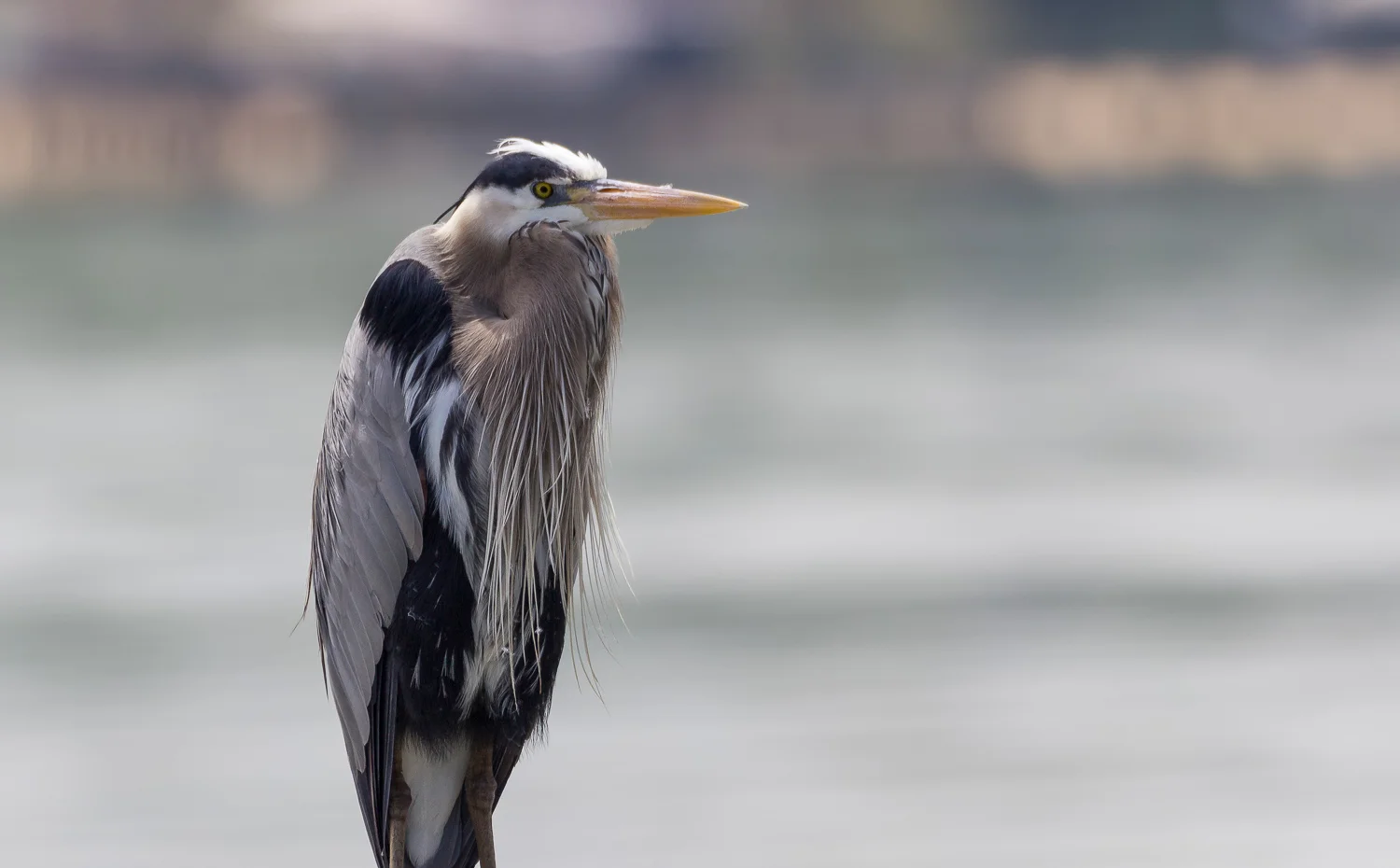 2016-05-19-blue heron_33.jpg