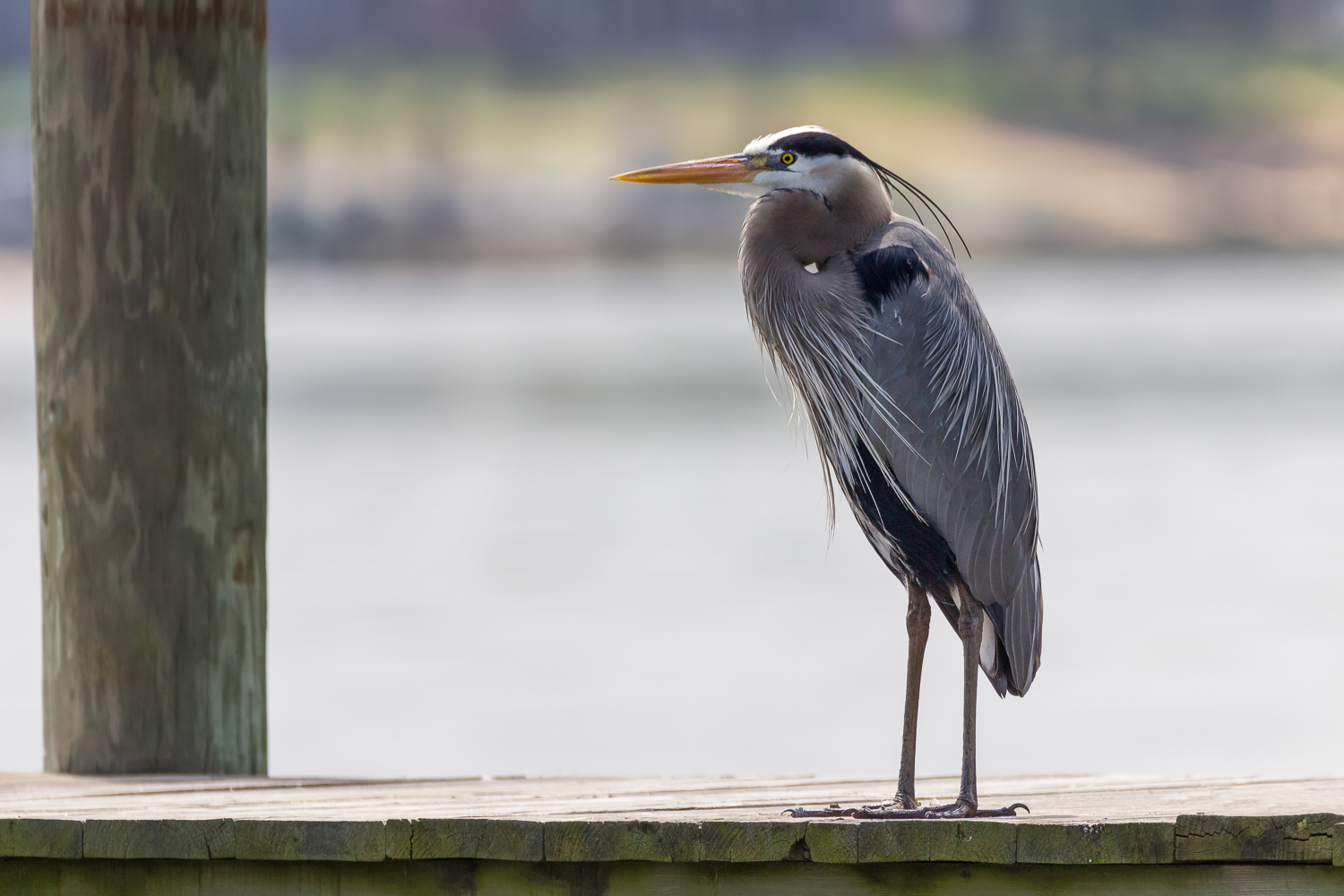 2016-05-19-blue heron_76.jpg
