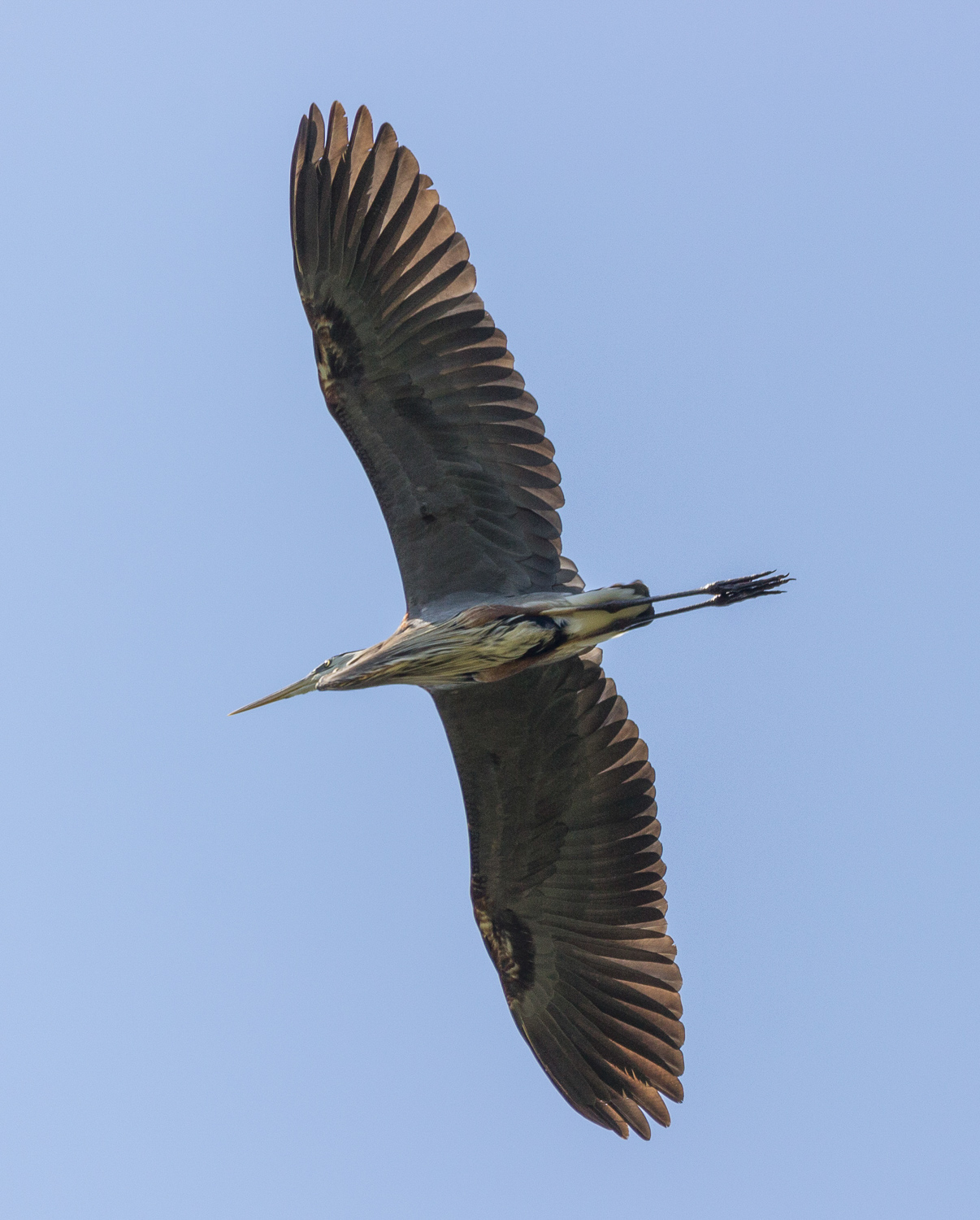 2017-06-03 blue heron.jpg