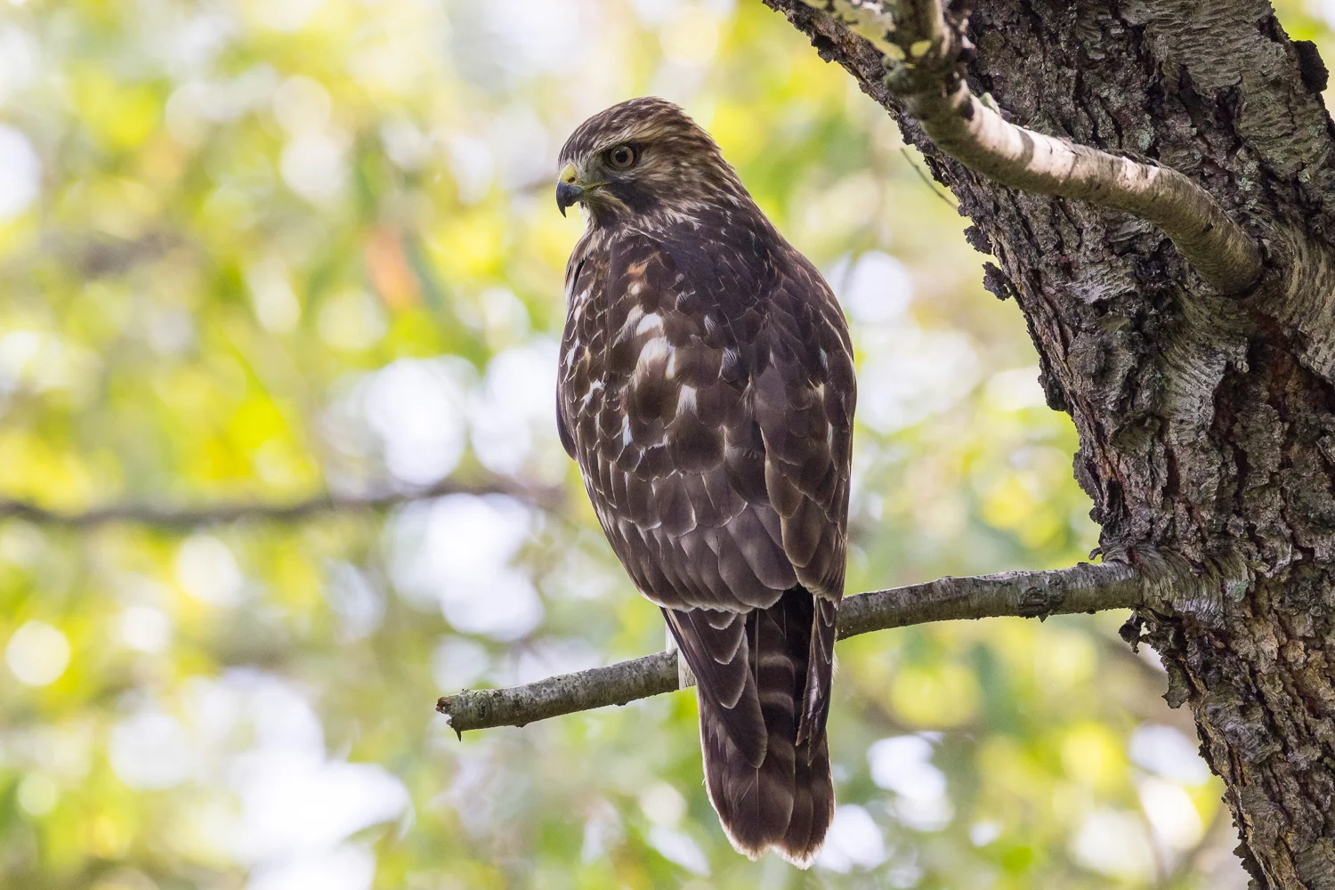 2016-10-12-broad winged hawk_12.jpg