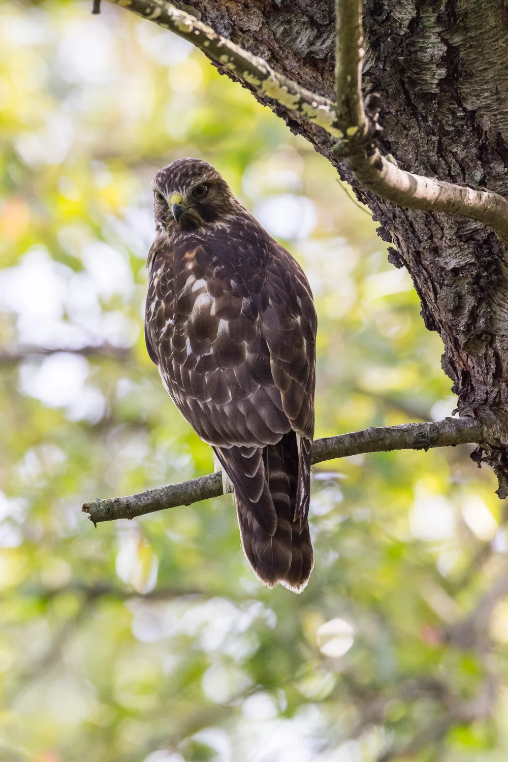 2016-10-12-broad winged hawk_17.jpg