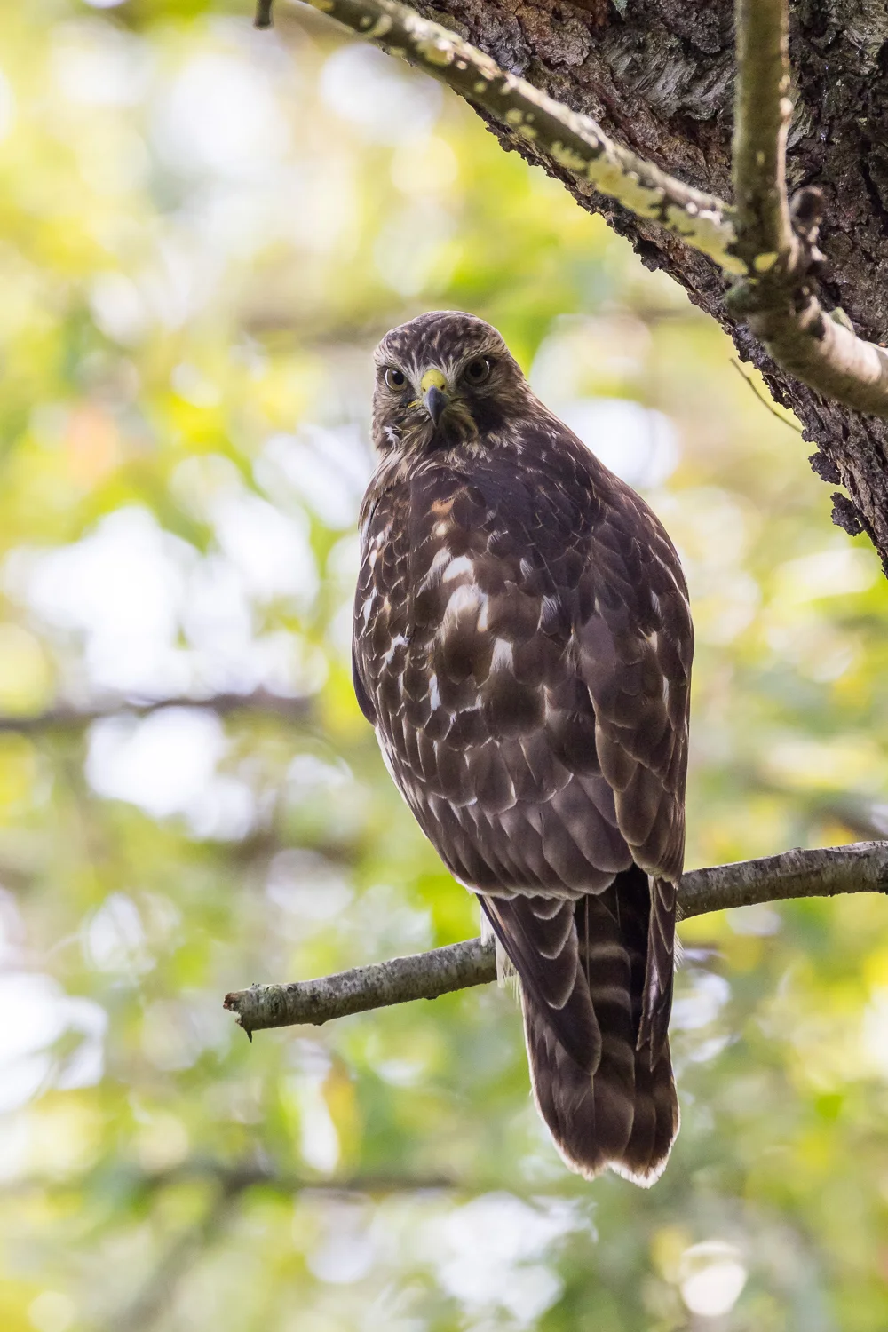 2016-10-12-broad winged hawk_27.jpg