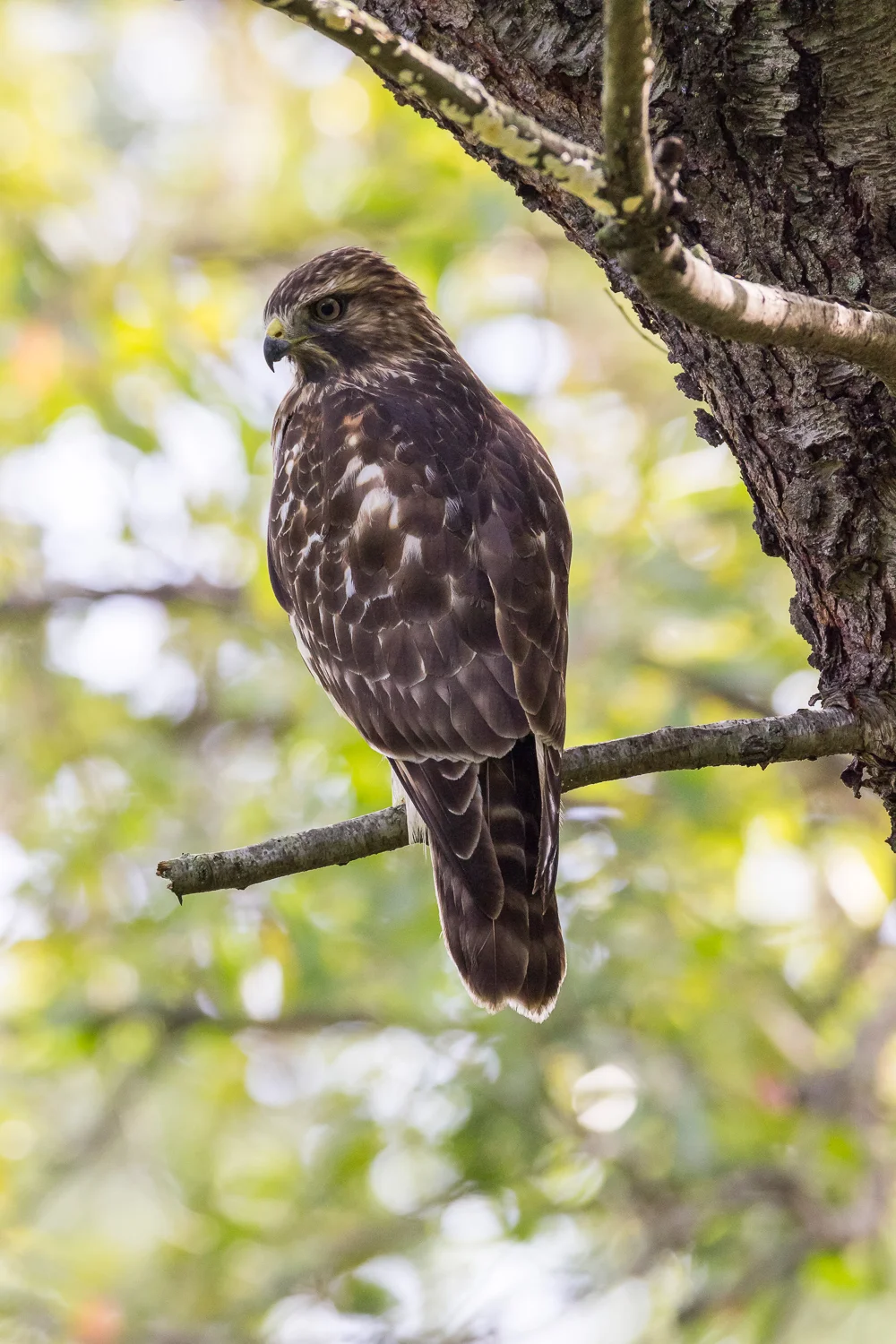 2016-10-12-broad winged hawk_18.jpg