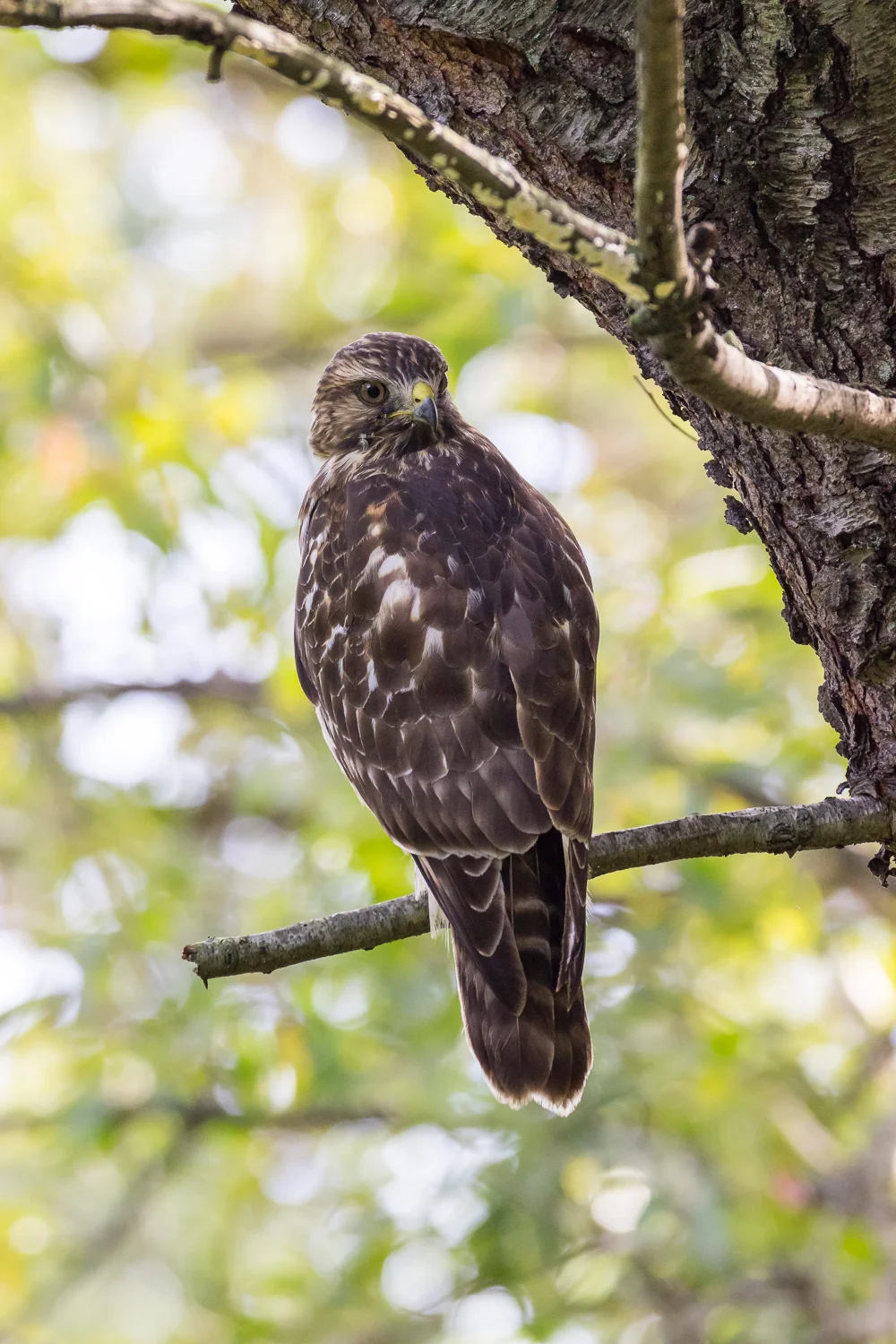 2016-10-12-broad winged hawk_30.jpg