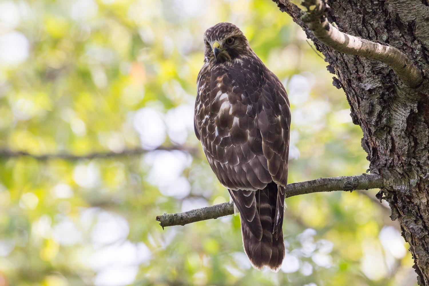 2016-10-12-broad winged hawk.jpg