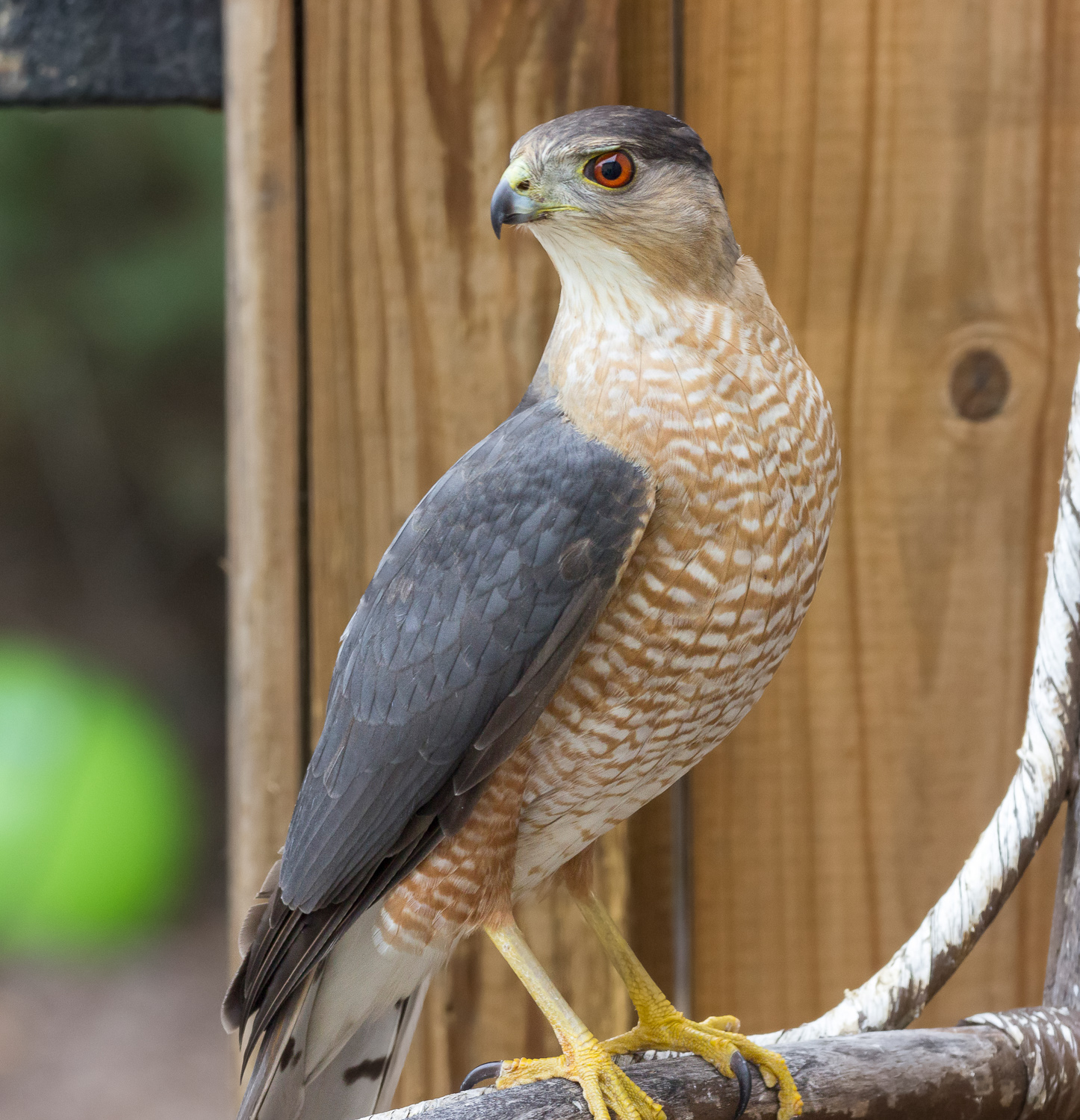 2018-01-30 - coopers hawk_2.jpg