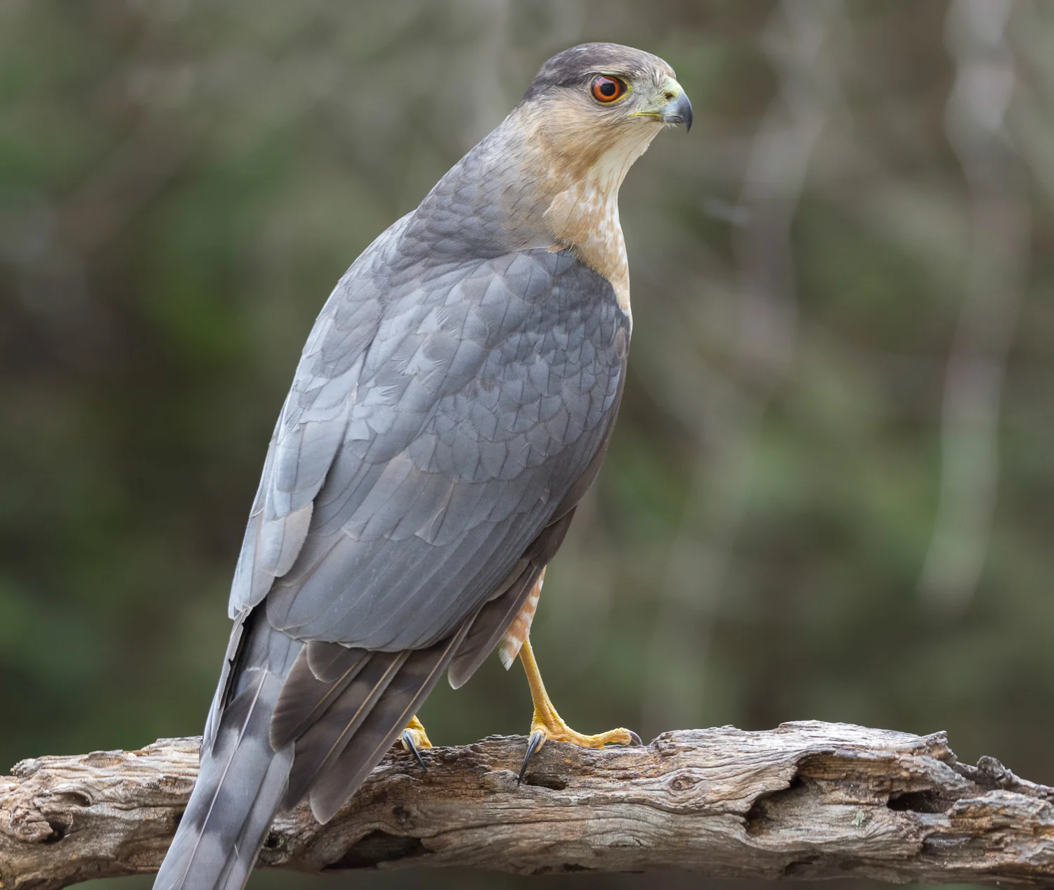 2018-01-30 - coopers hawk_8.jpg