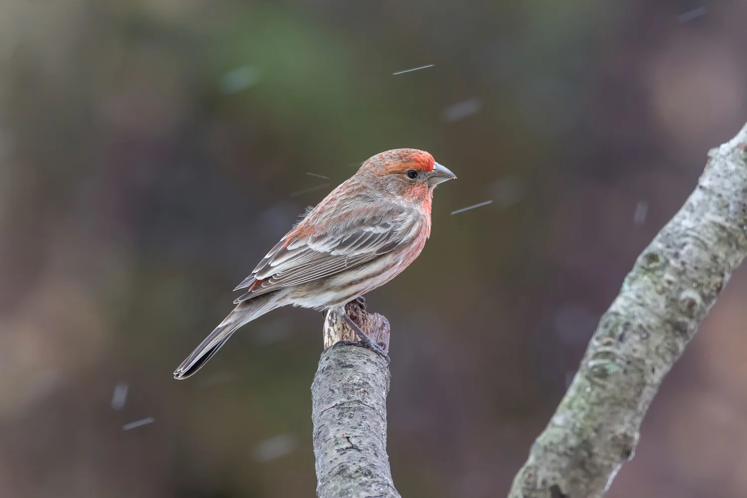 2016-03-14-house finch bird_8.jpg