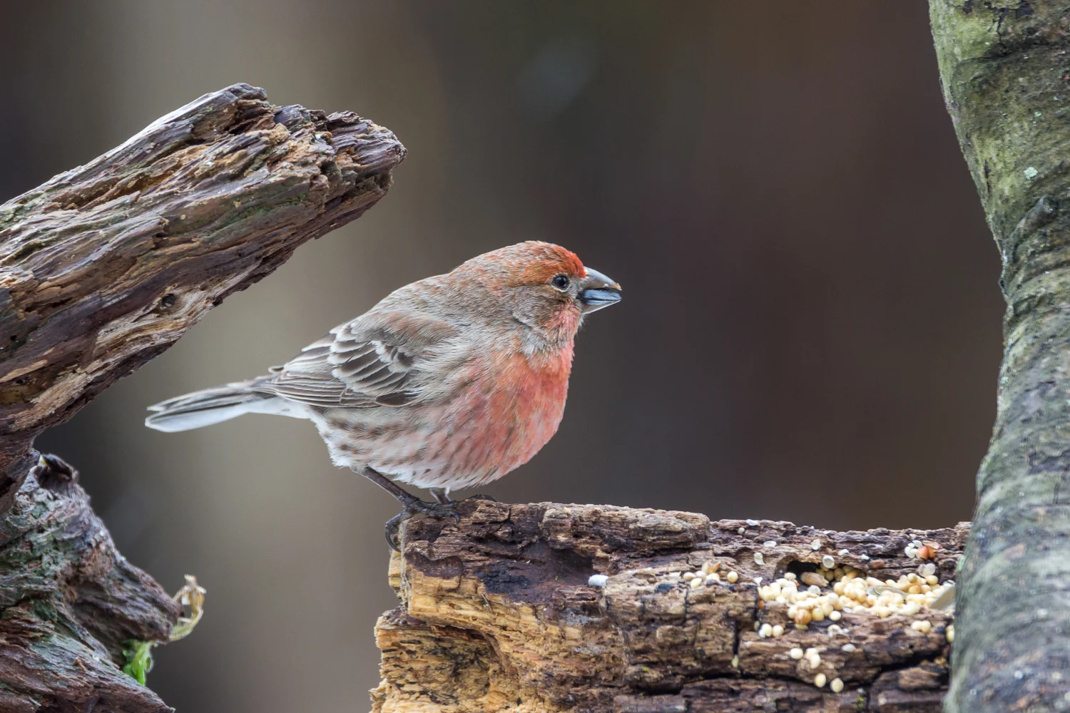 2016-03-14-house finch bird_2.jpg