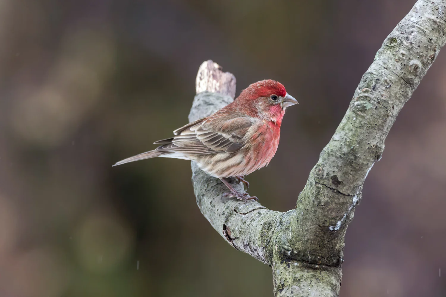 2016-03-14-house finch bird_15.jpg