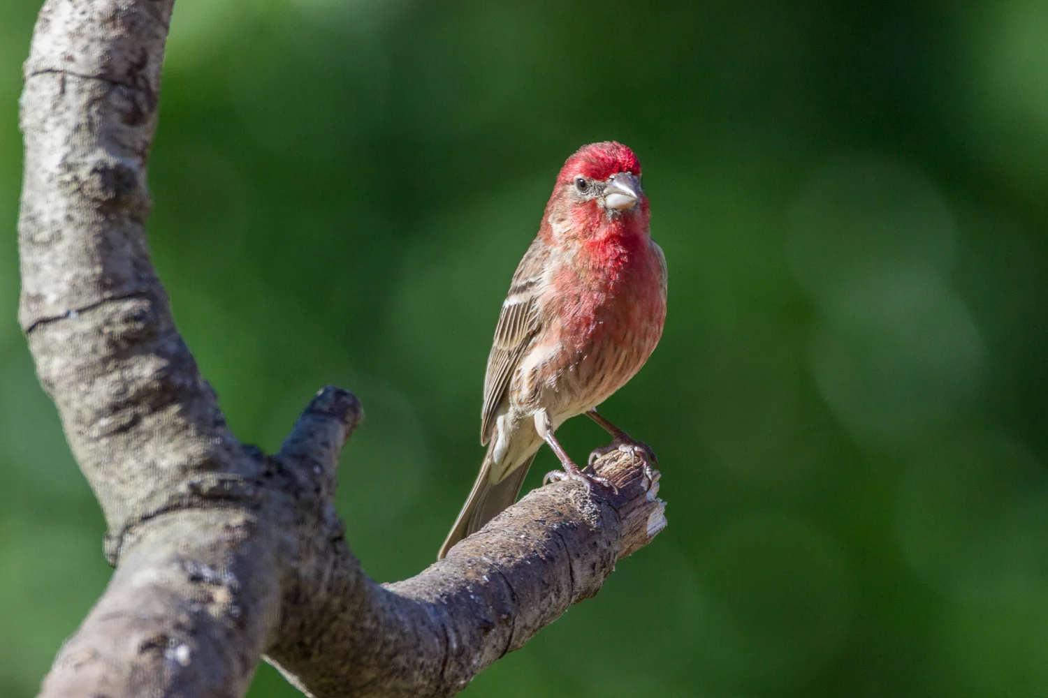 2016-05-16 house finch bird_10.jpg
