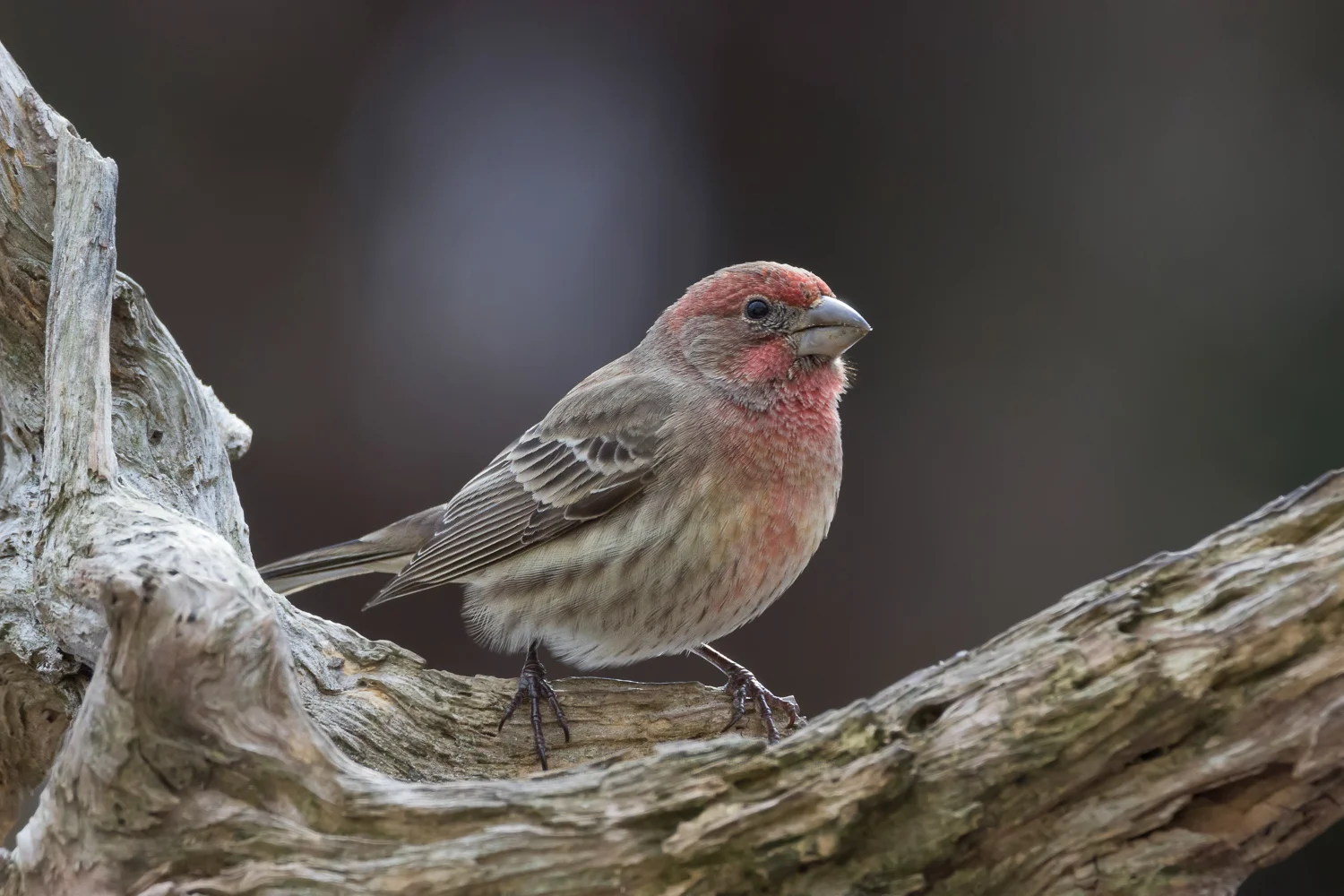 2017-12-10-house finch bird.jpg