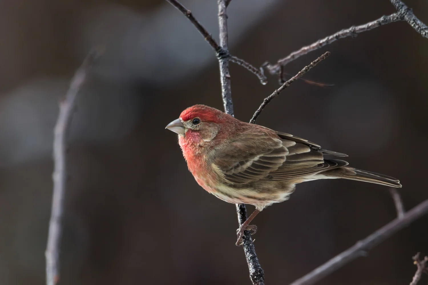 2018-02-18 -house finch bird.jpg