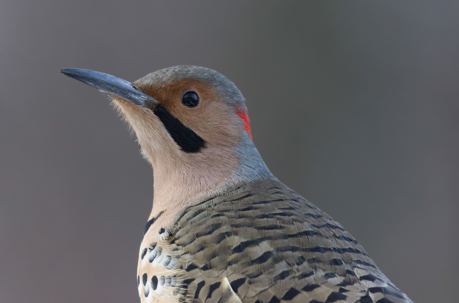 2016-01-07-common flicker_4.jpg