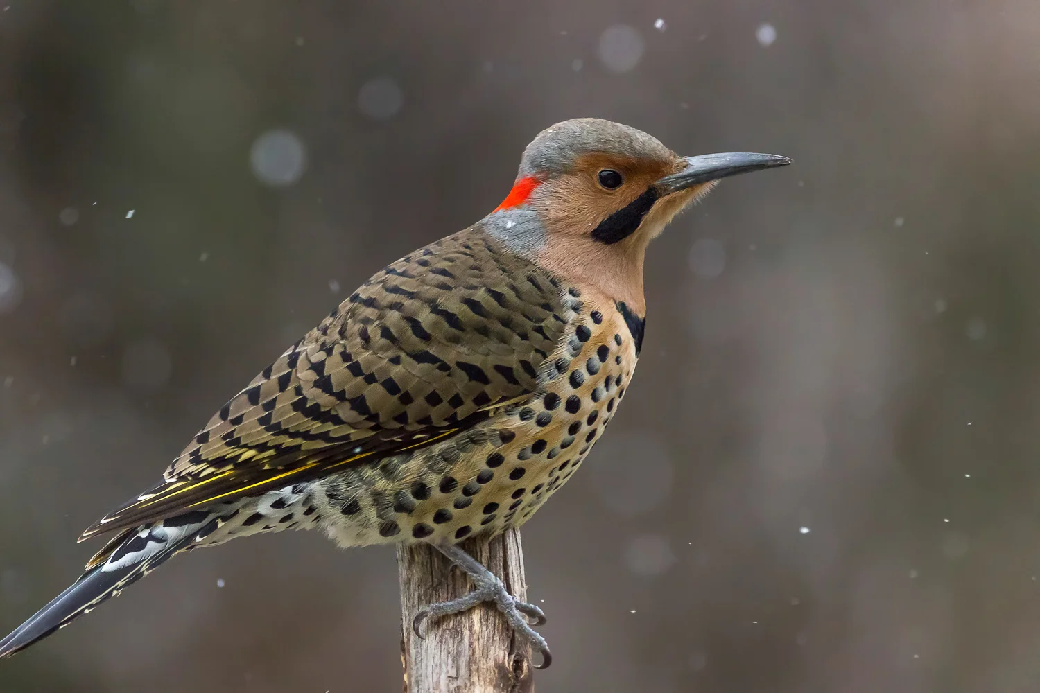 2016-01-07-common flicker_93.jpg