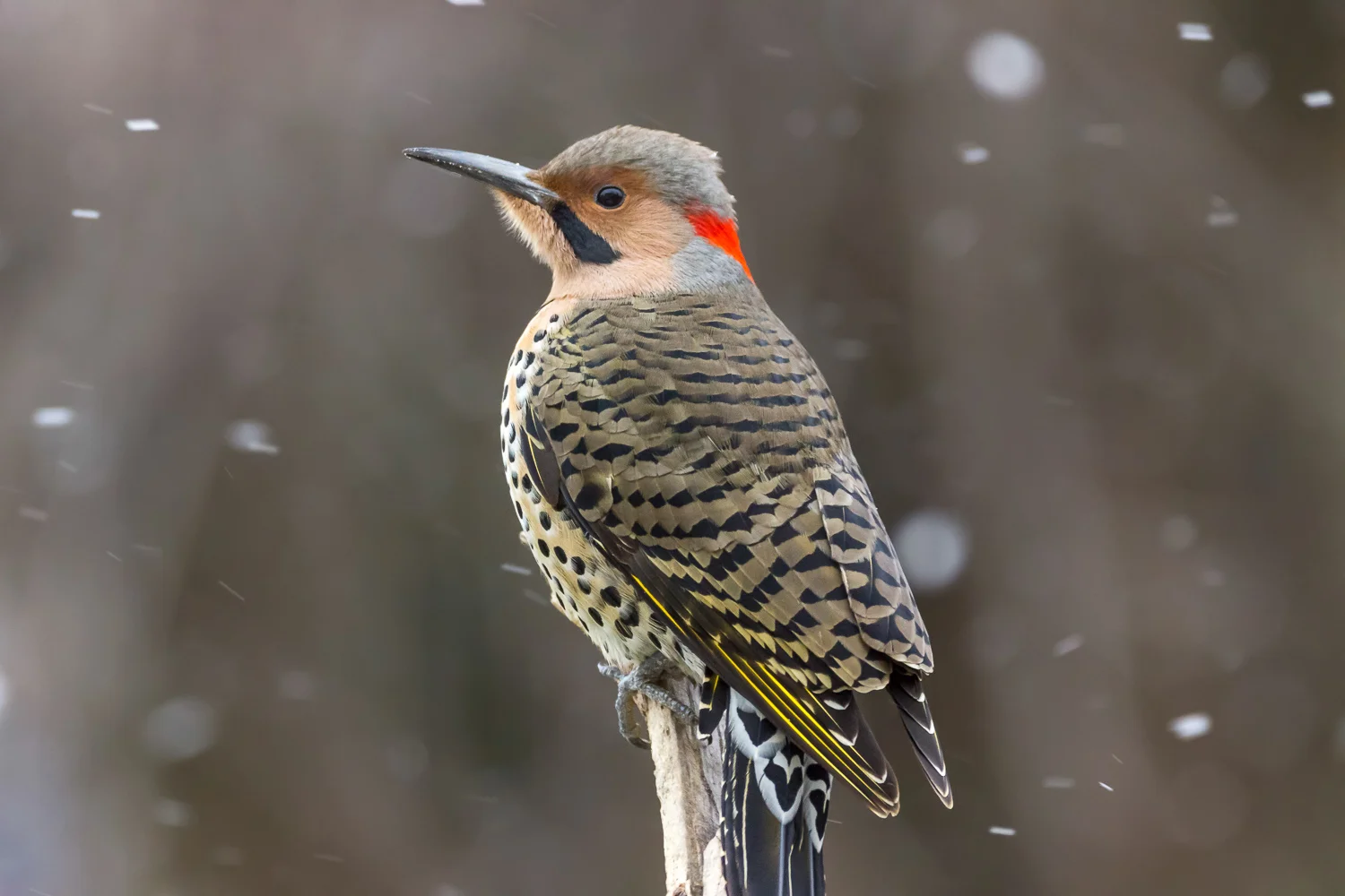 2016-01-07-common flicker_95.jpg