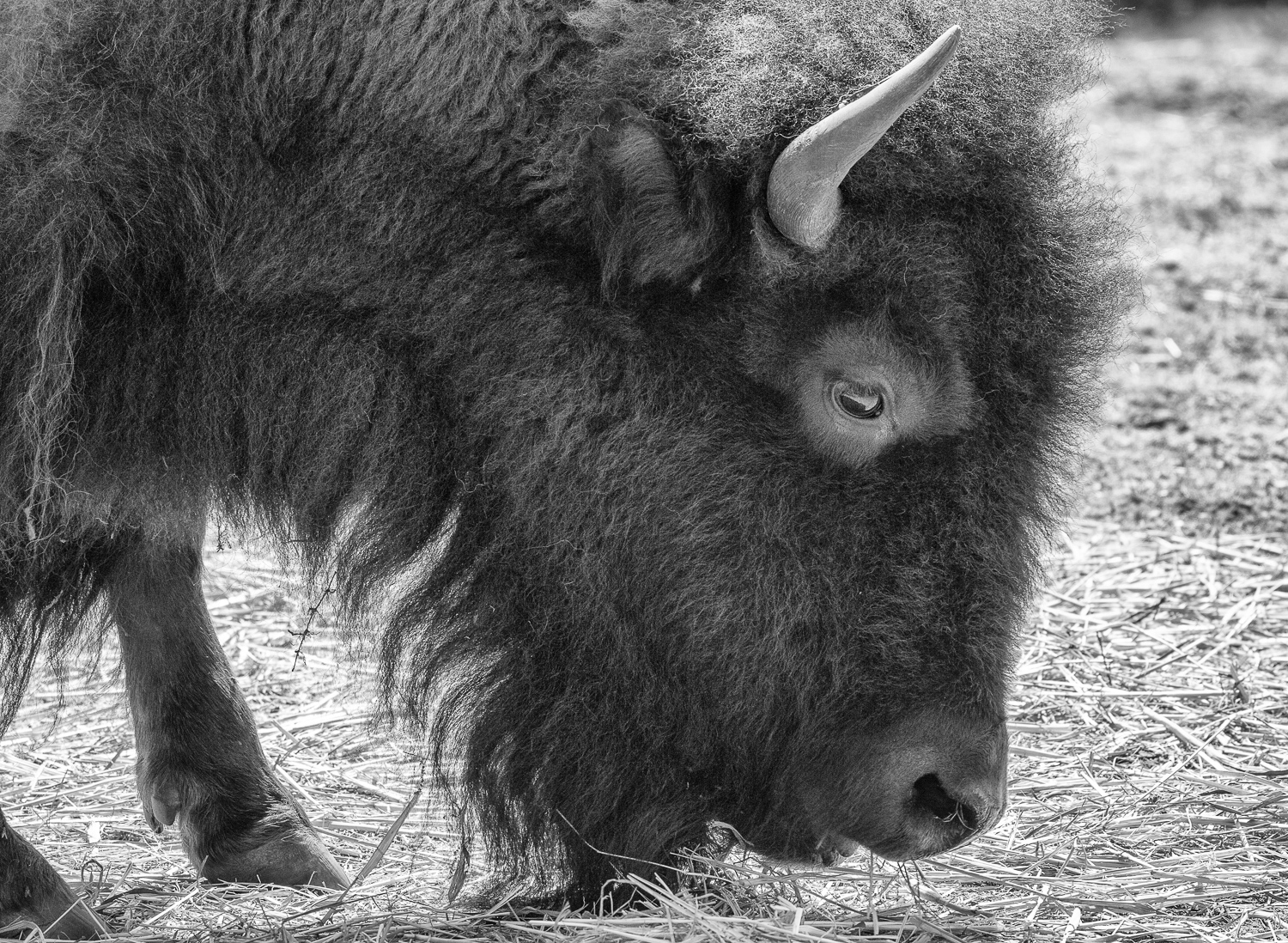 2016-04-20 bison black & white.jpg