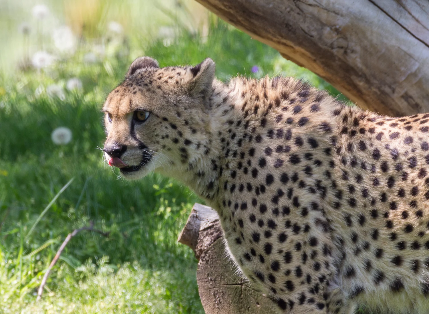 2016-04-20 cheeta.jpg