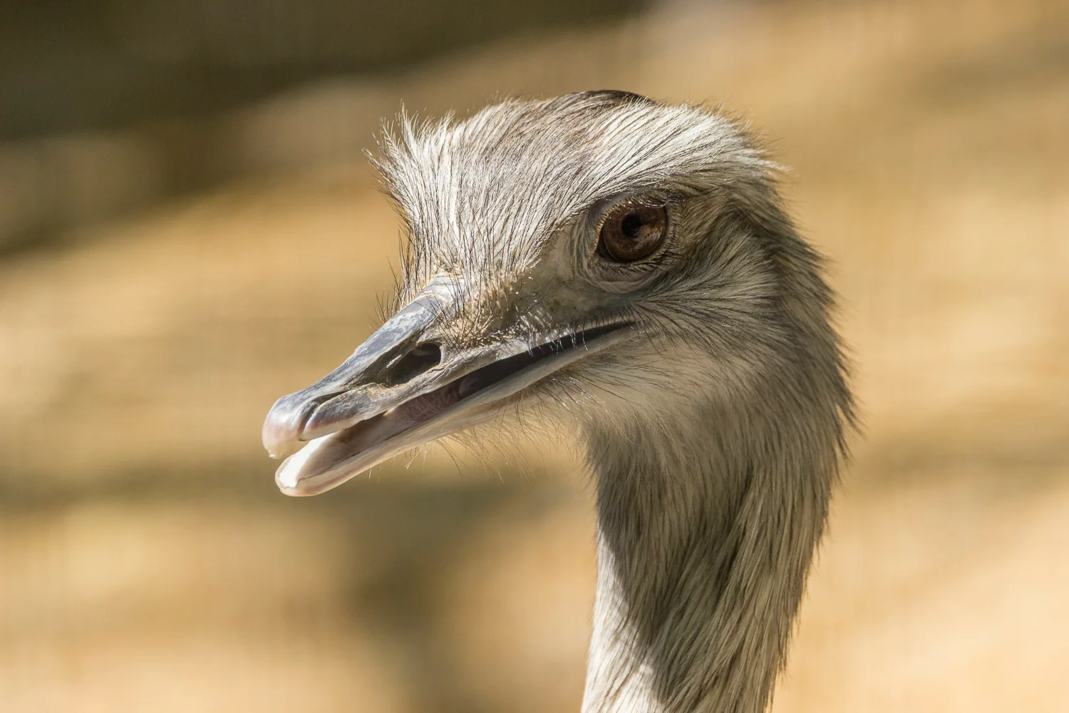 2016-04-20 emu_3.jpg