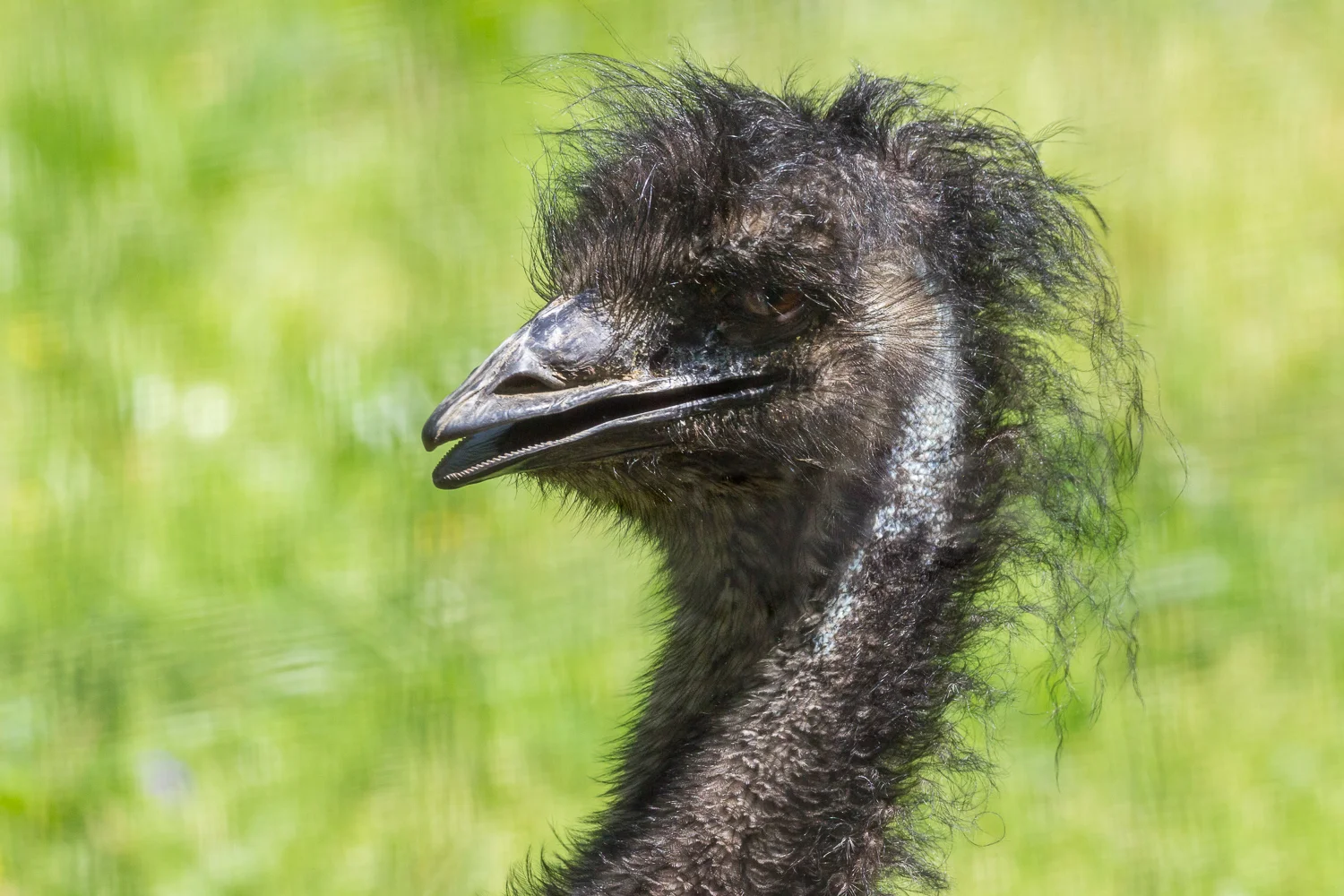 2016-04-20 emu_7.jpg