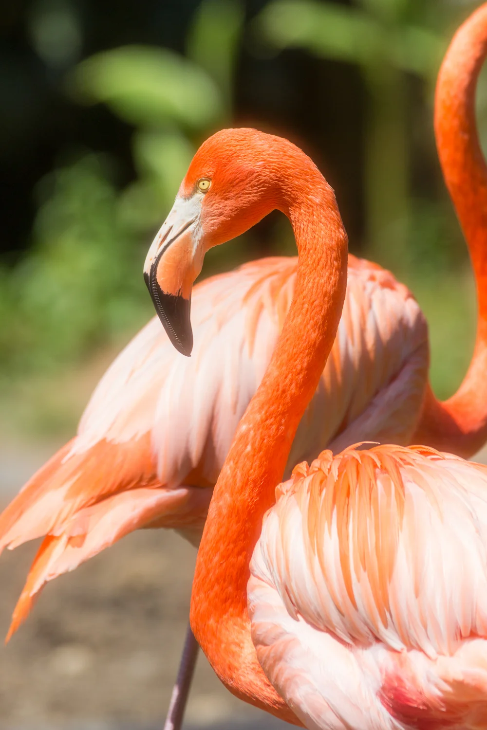 2016-04-20 flamingos_17.jpg