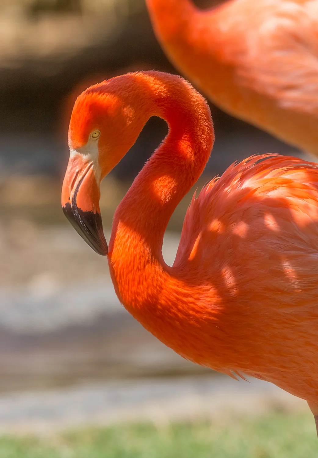 2016-04-20 flamingos_19.jpg