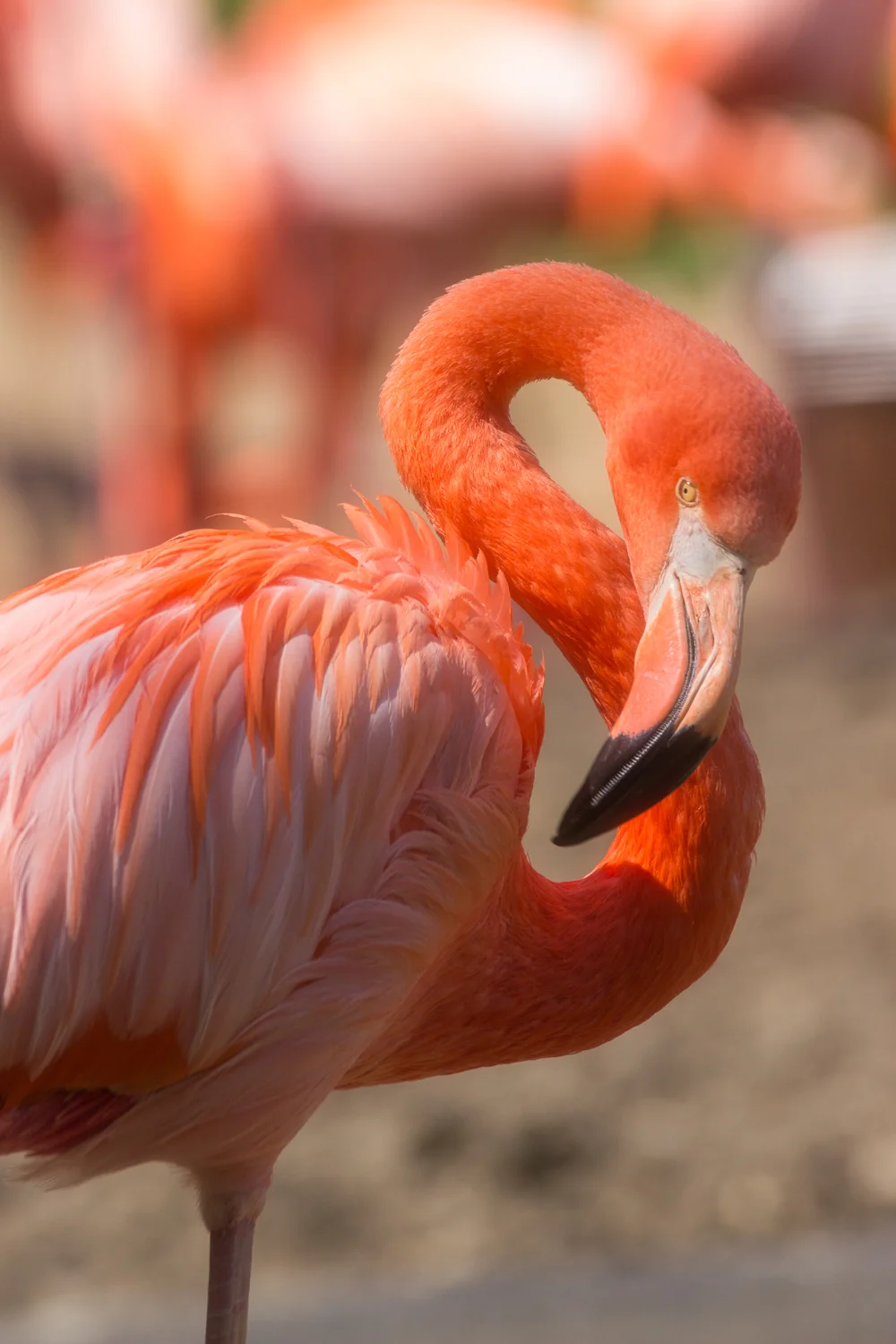 2016-04-20 flamingos_21.jpg