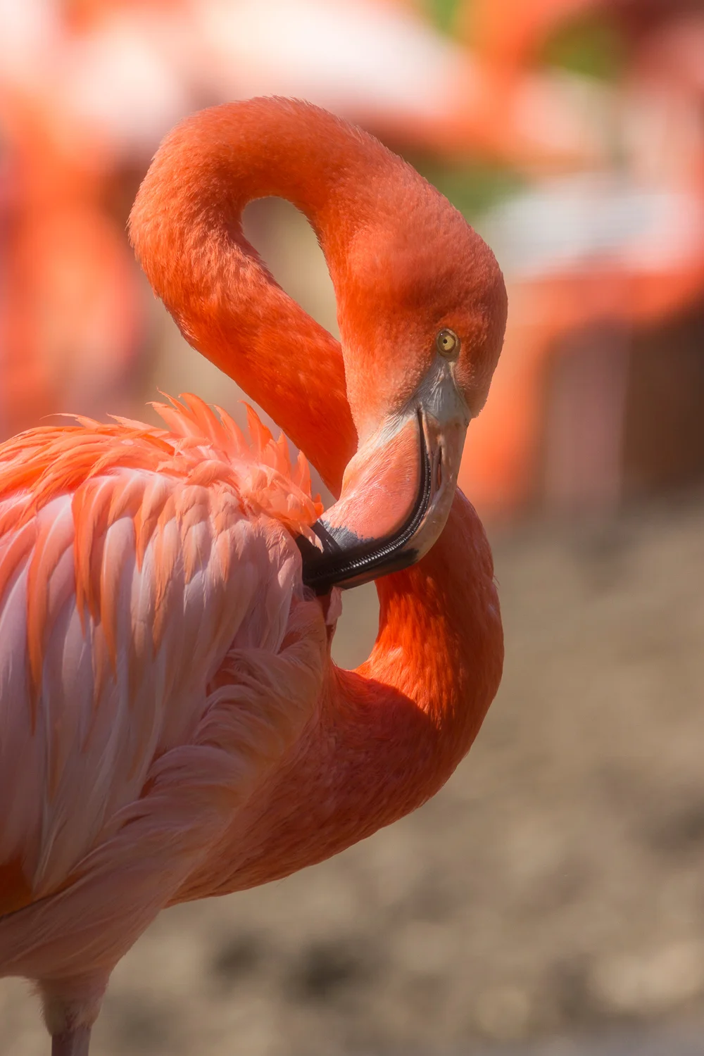 2016-04-20 flamingos_23.jpg