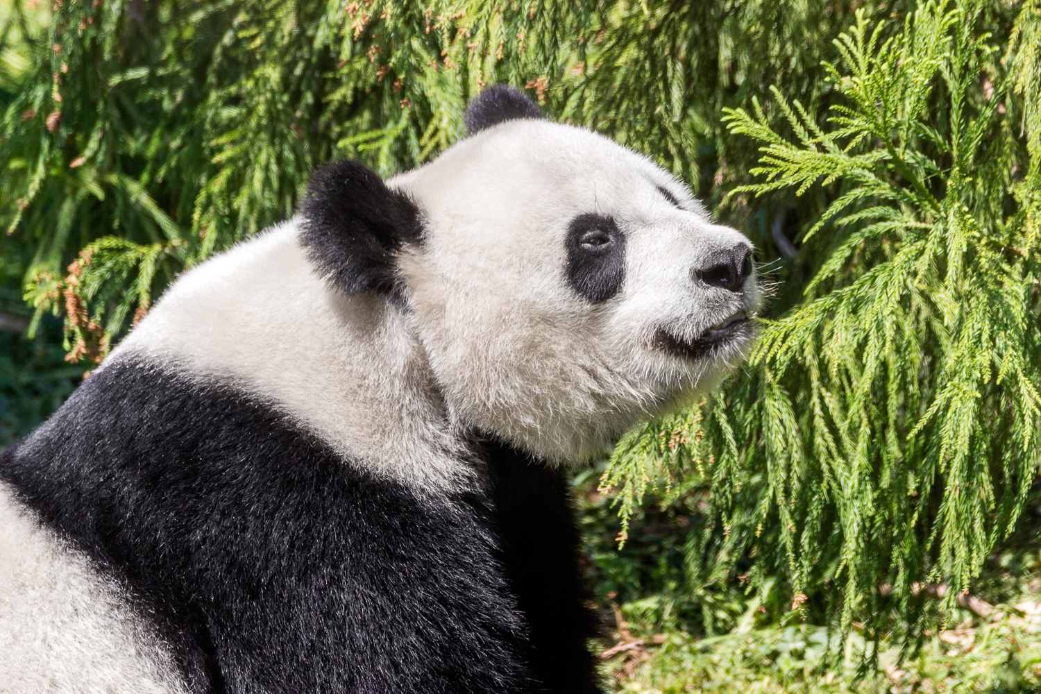 2016-04-20 giant panda_8.jpg