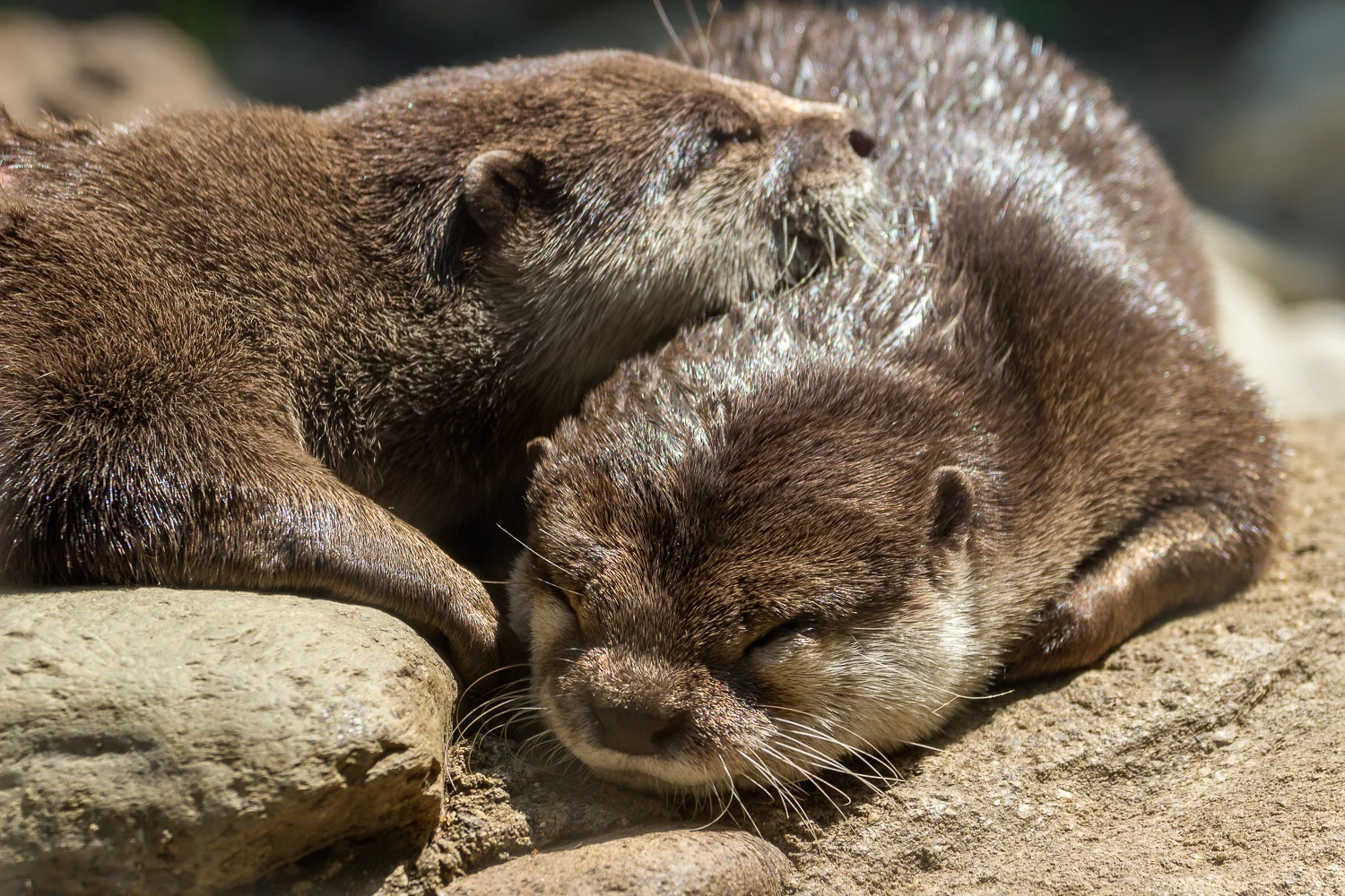 2016-04-20 otters_2.jpg
