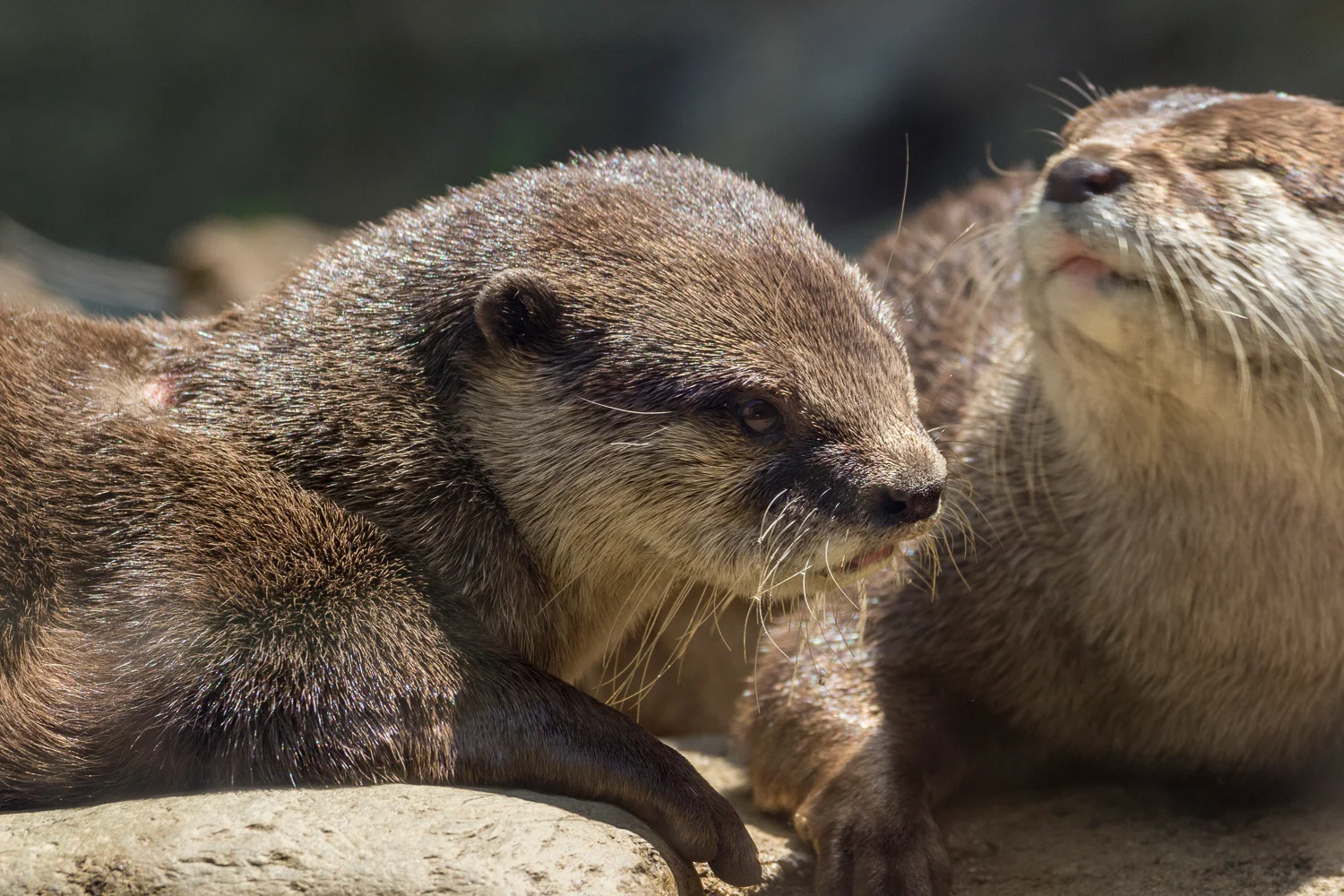 2016-04-20 otters_13.jpg